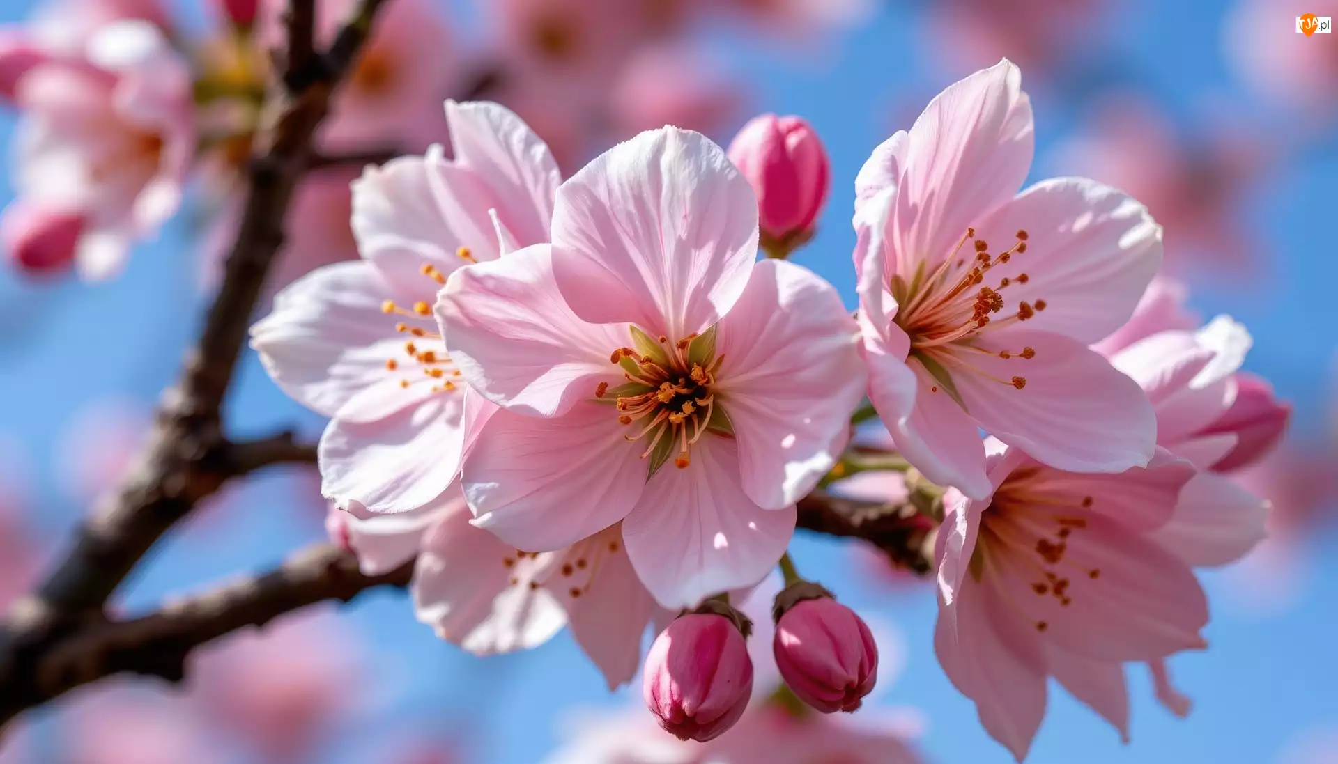 Gałązka, Grafika AI, Kwiaty, Różowe, Niebo