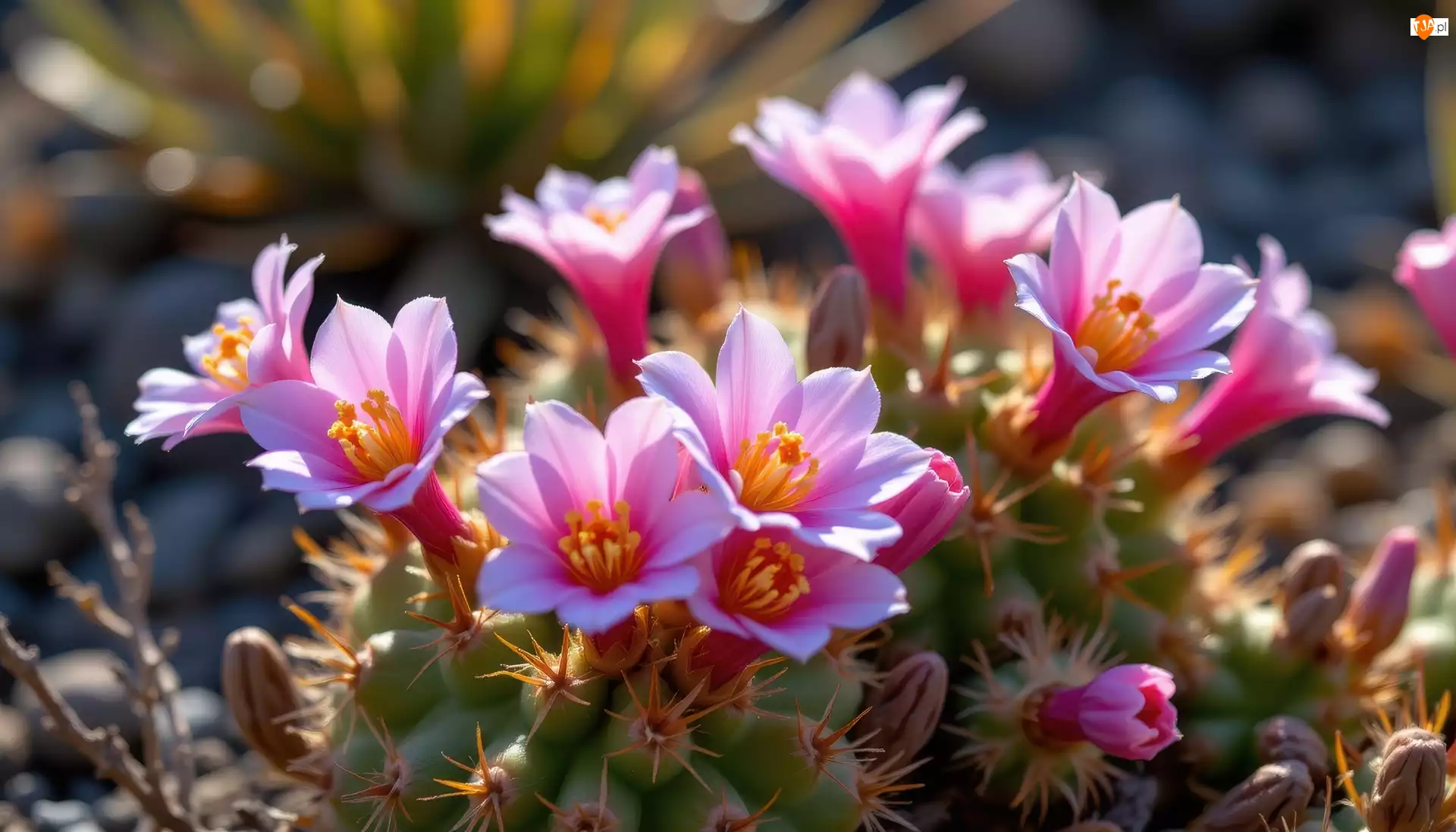 Kwiaty, Kaktus, Kwitnący, Różowe