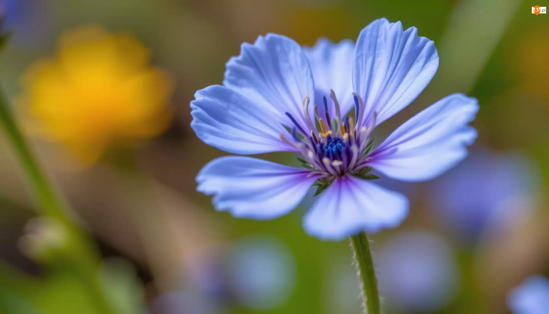 Zbliżenie, Niebieski, Kwiat