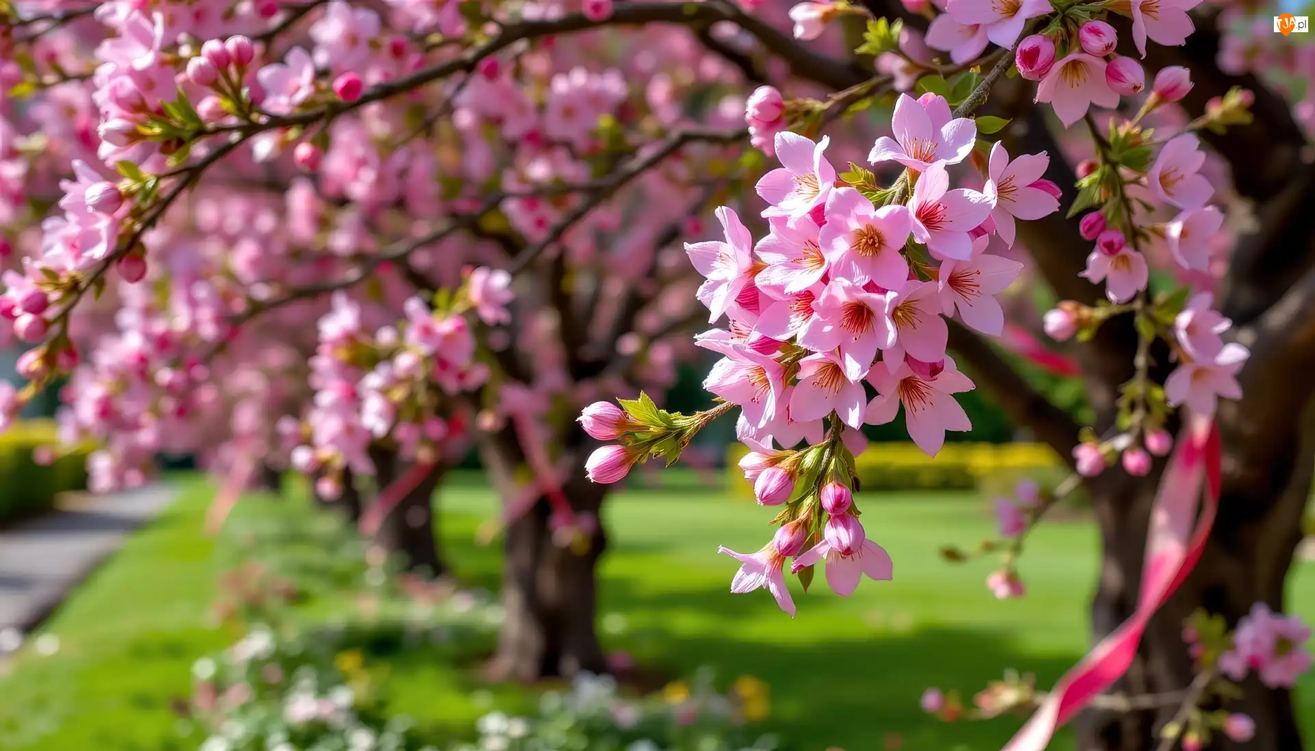 Różowe, Grafika AI, Drzewa, Kwitnące, Kwiaty