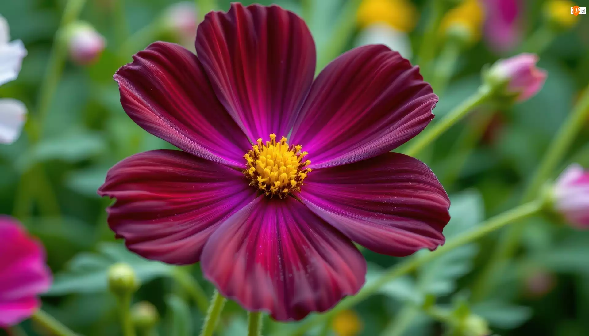 Zbliżenie, Kwiat, Ciemnoczerwony, Kosmea