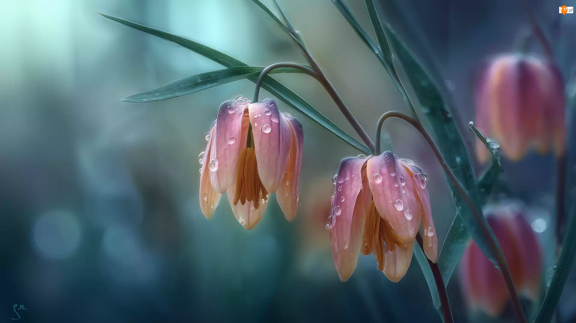 Grafika AI, Krople, Kwiaty