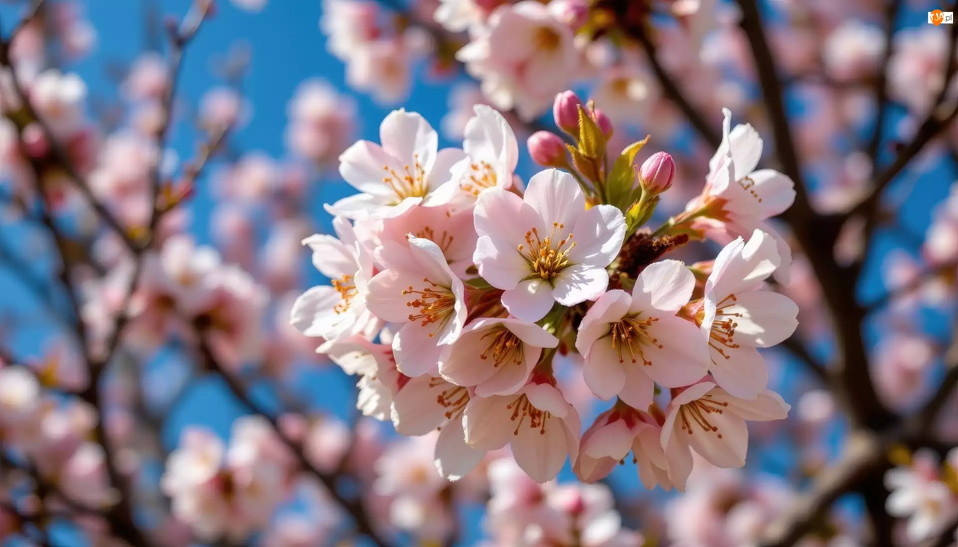 Grafika AI, Kwitnące, Drzewo owocowe, Niebo