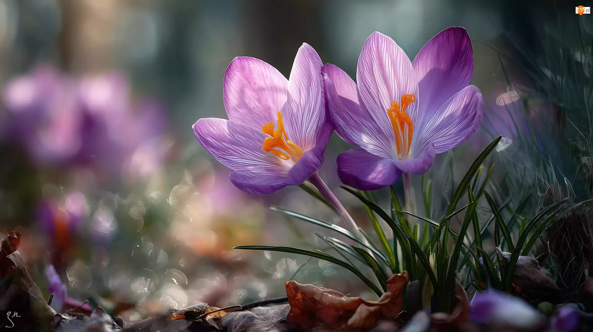 Rozwinięte, Grafika AI, Fioletowe, Dwa, Krokusy