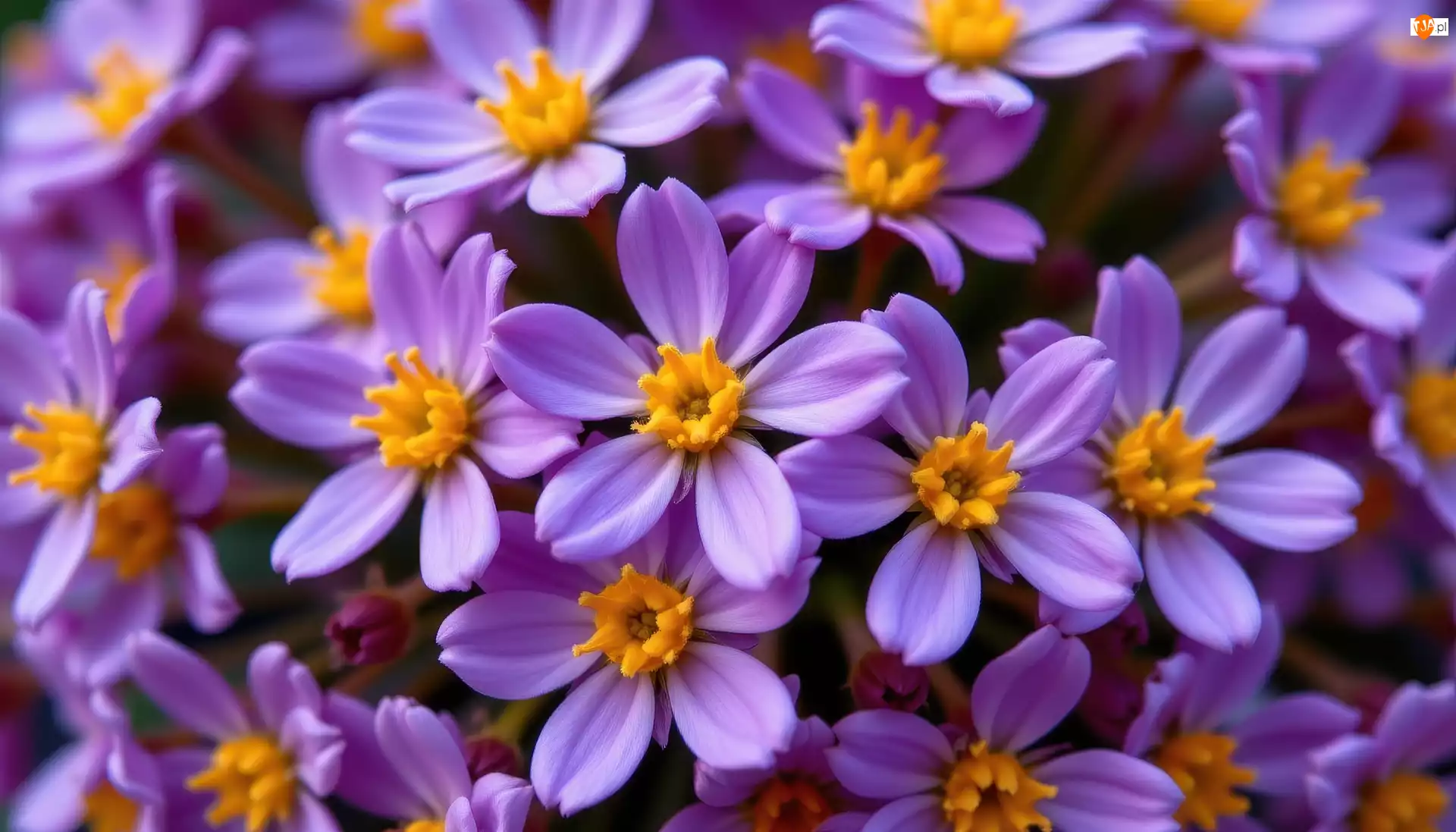 Środki, Fioletowe, Kwiaty, Żółte
