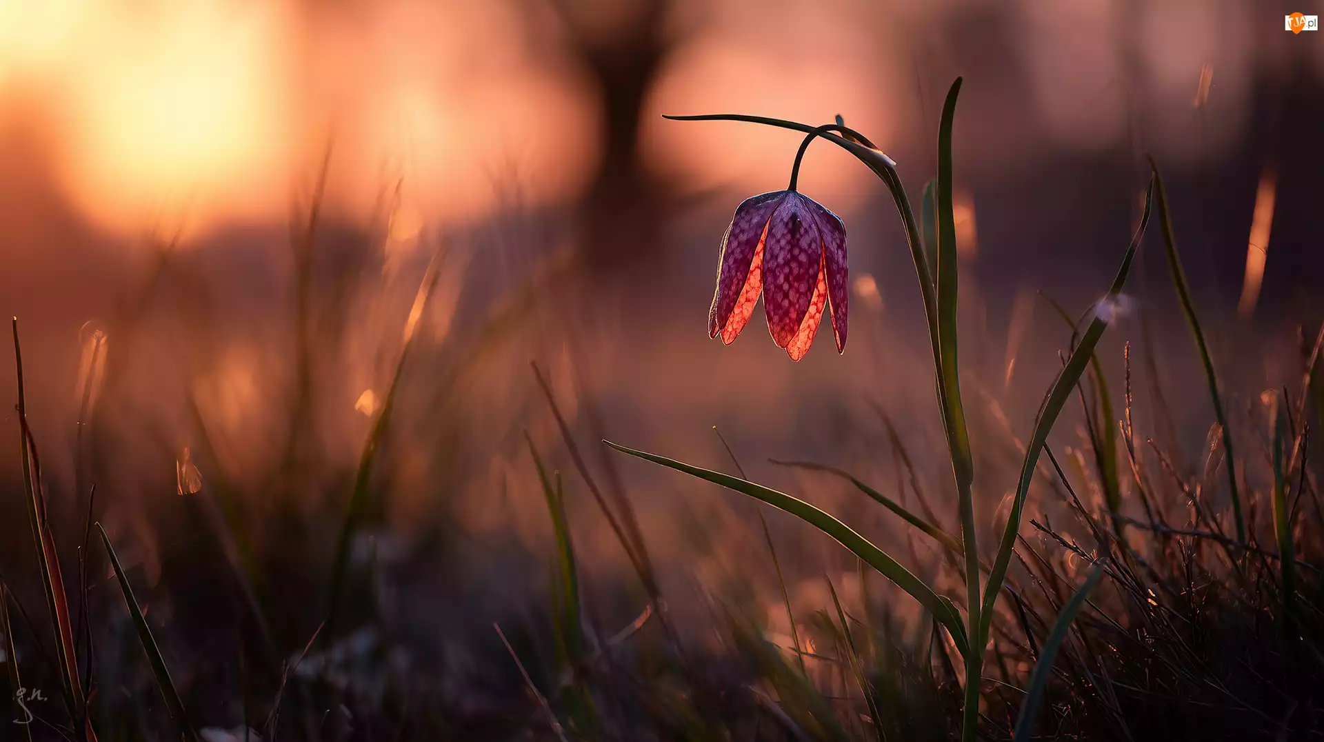 Grafika AI, Szachownica kostkowata, Kwiat