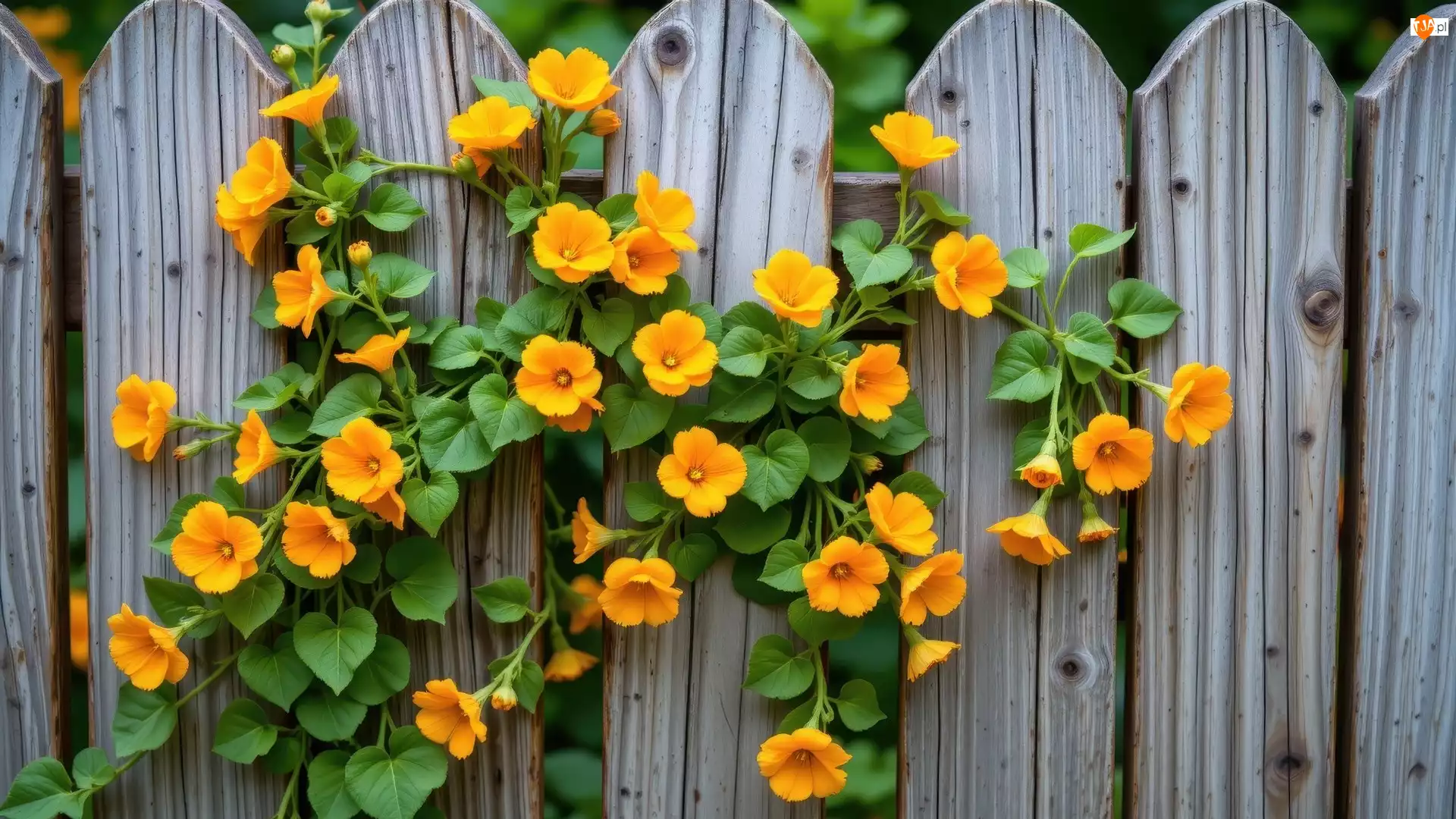 Kwiaty, Sztachety, Żółte, Pnące, Płot