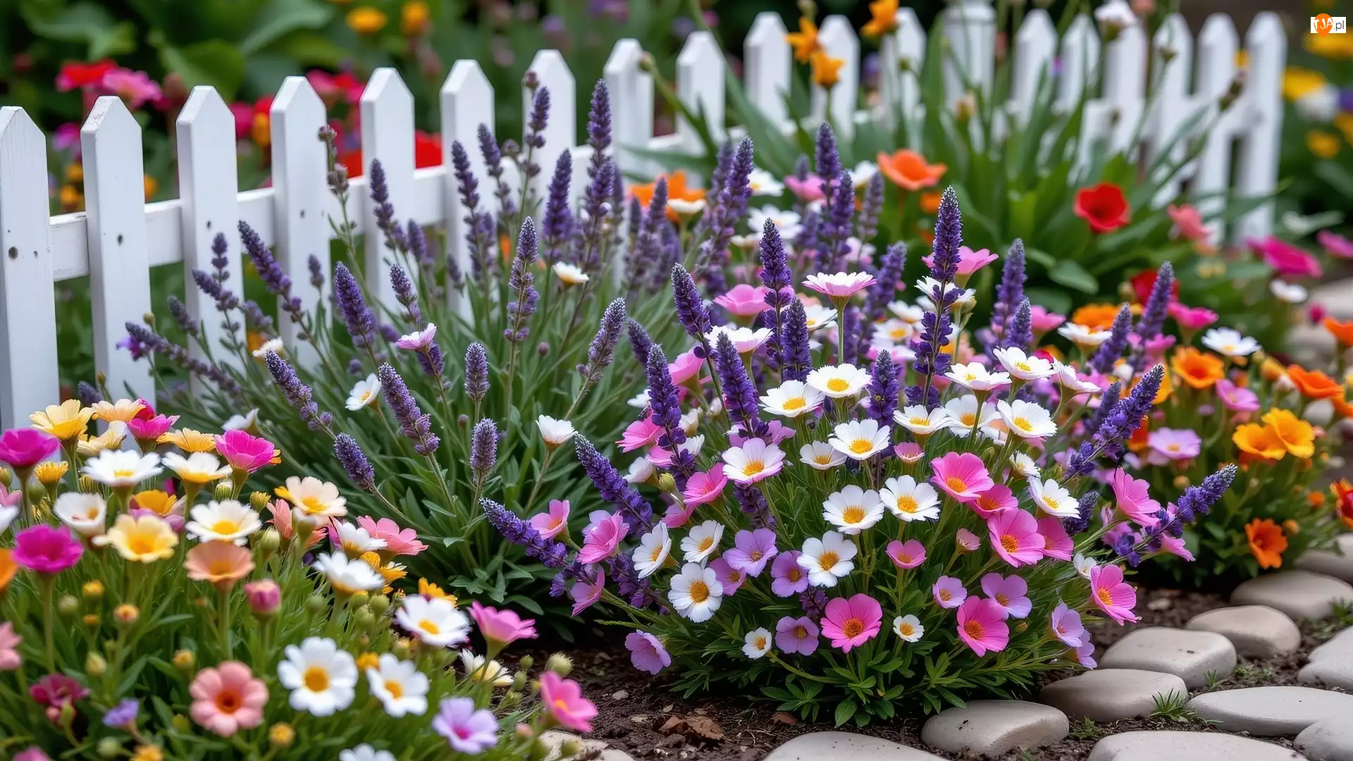 Kamienie, Kolorowe, Kwiaty, Płot