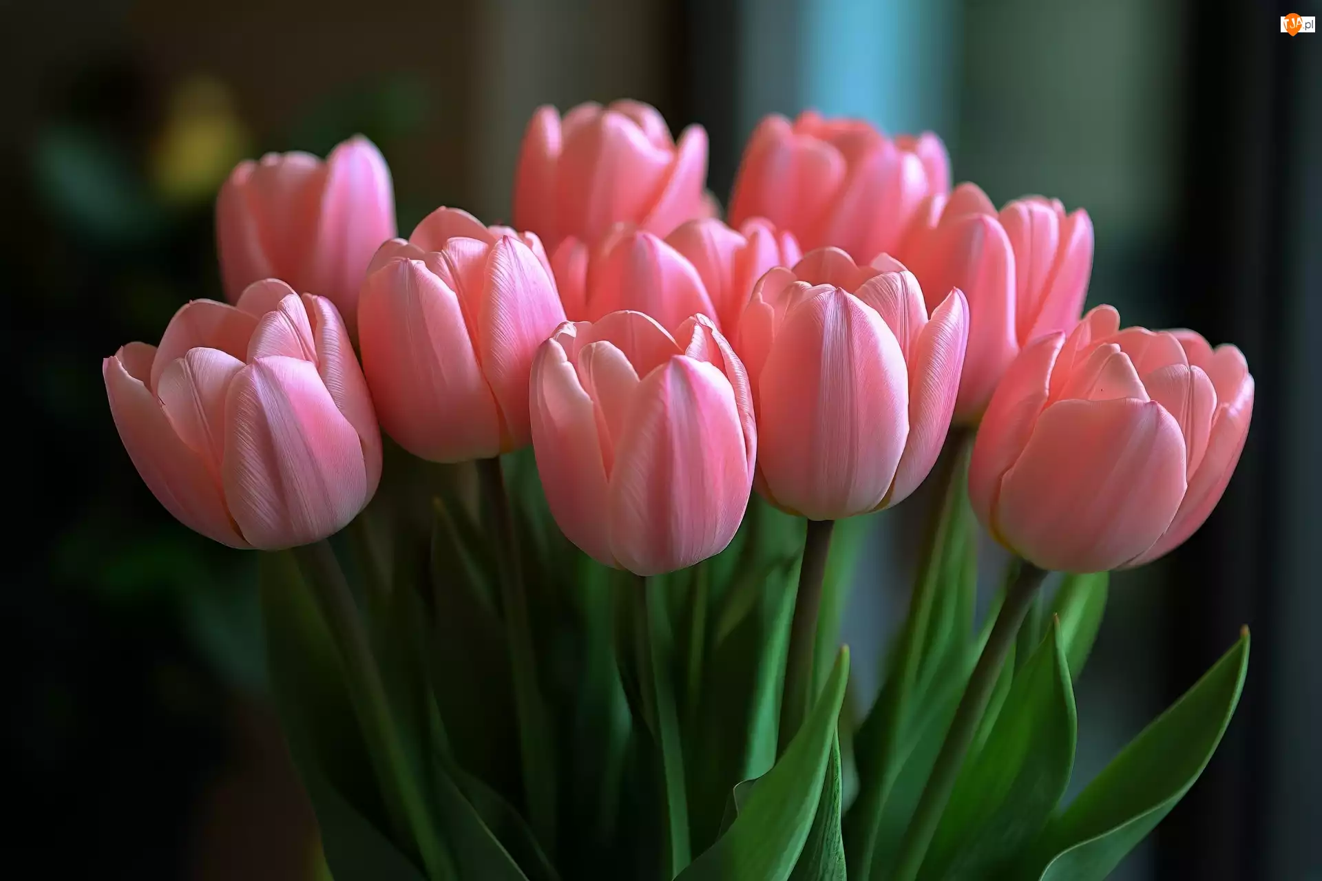 Kwiaty, Różowo-koralowe, Tulipany