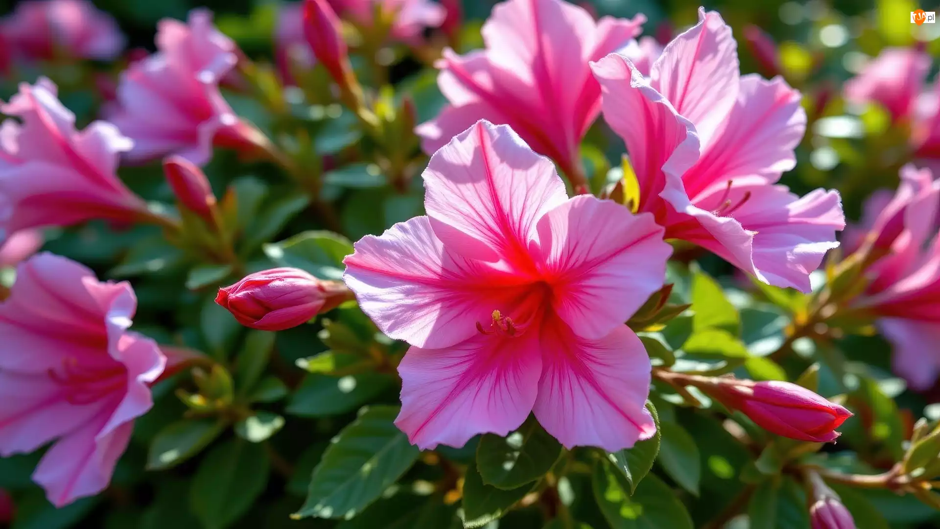 Kwiaty, Hibiskus, Różowe