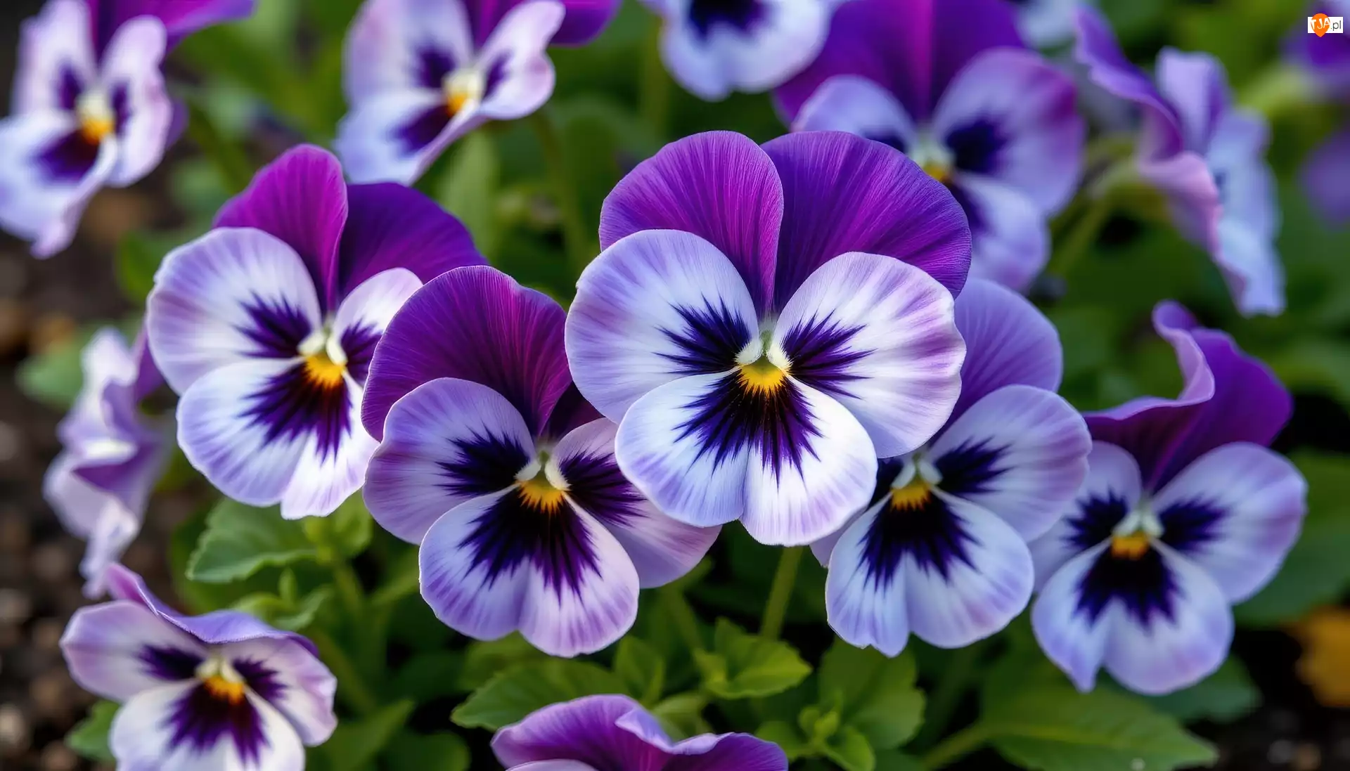 Biało-fioletowe, Bratki