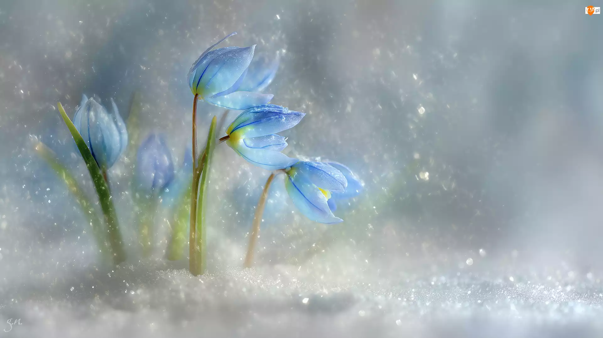 Kwiaty, Grafika AI, Niebieskie, Cebulica syberyjska, Śnieg
