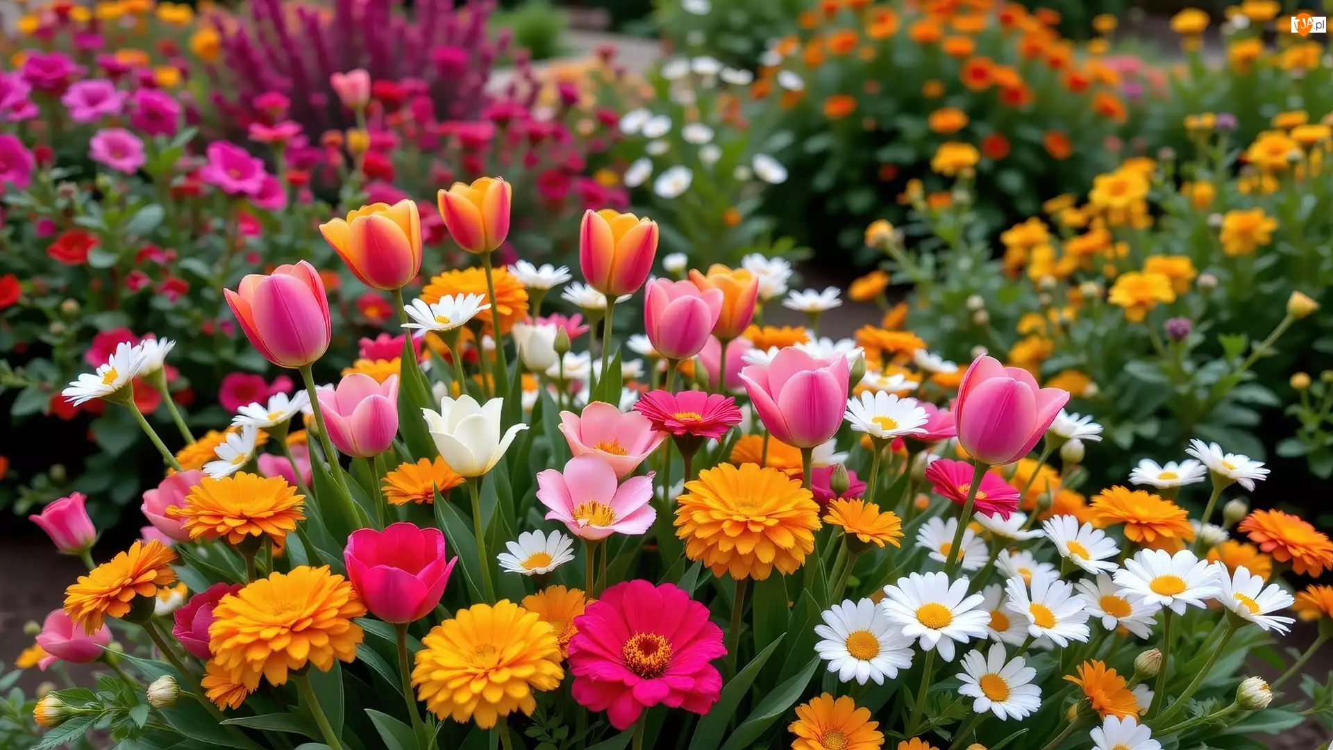Kwiaty, Białe, Różowe, Pomarańczowe