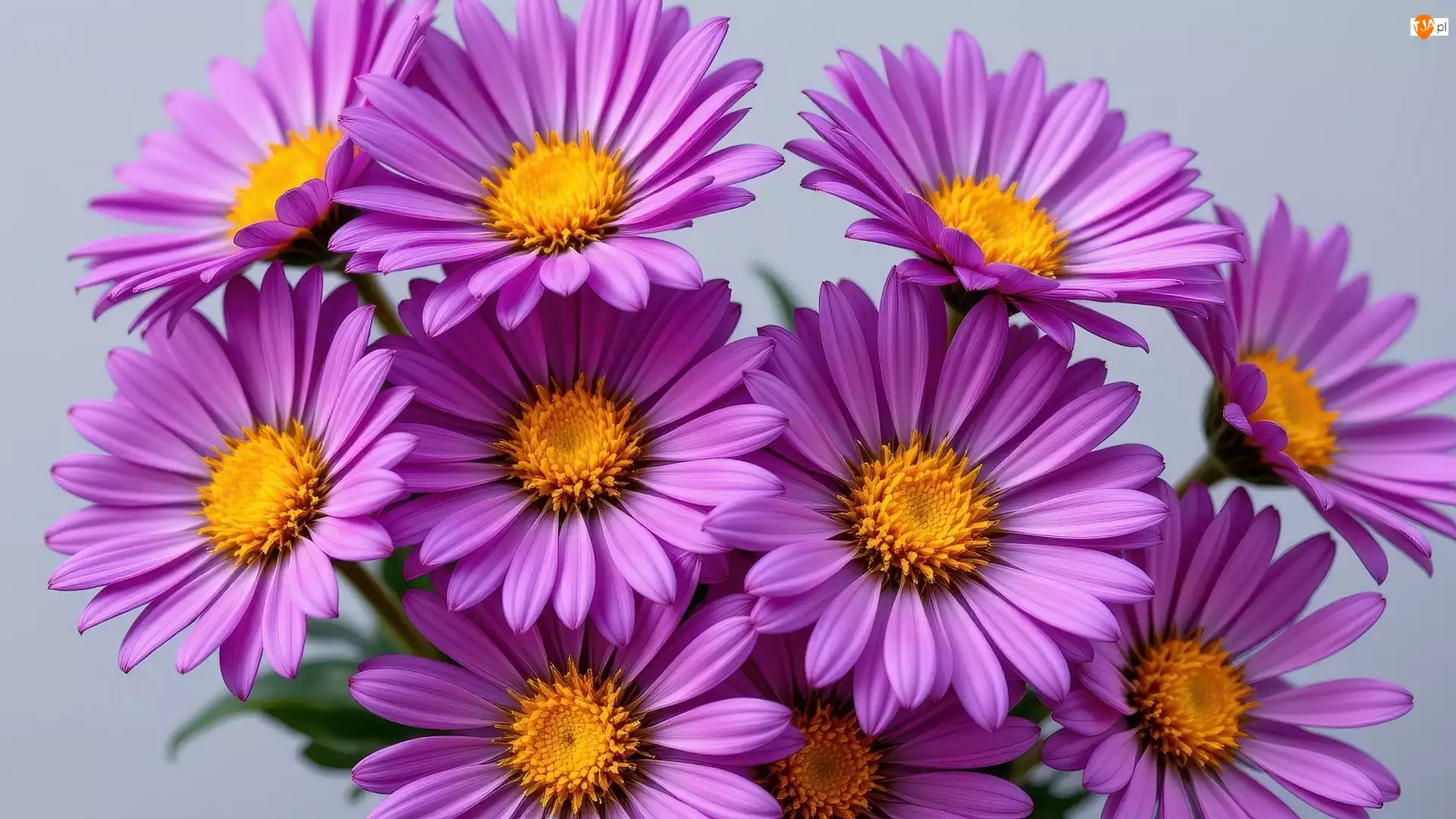 Aster, Purpurowy