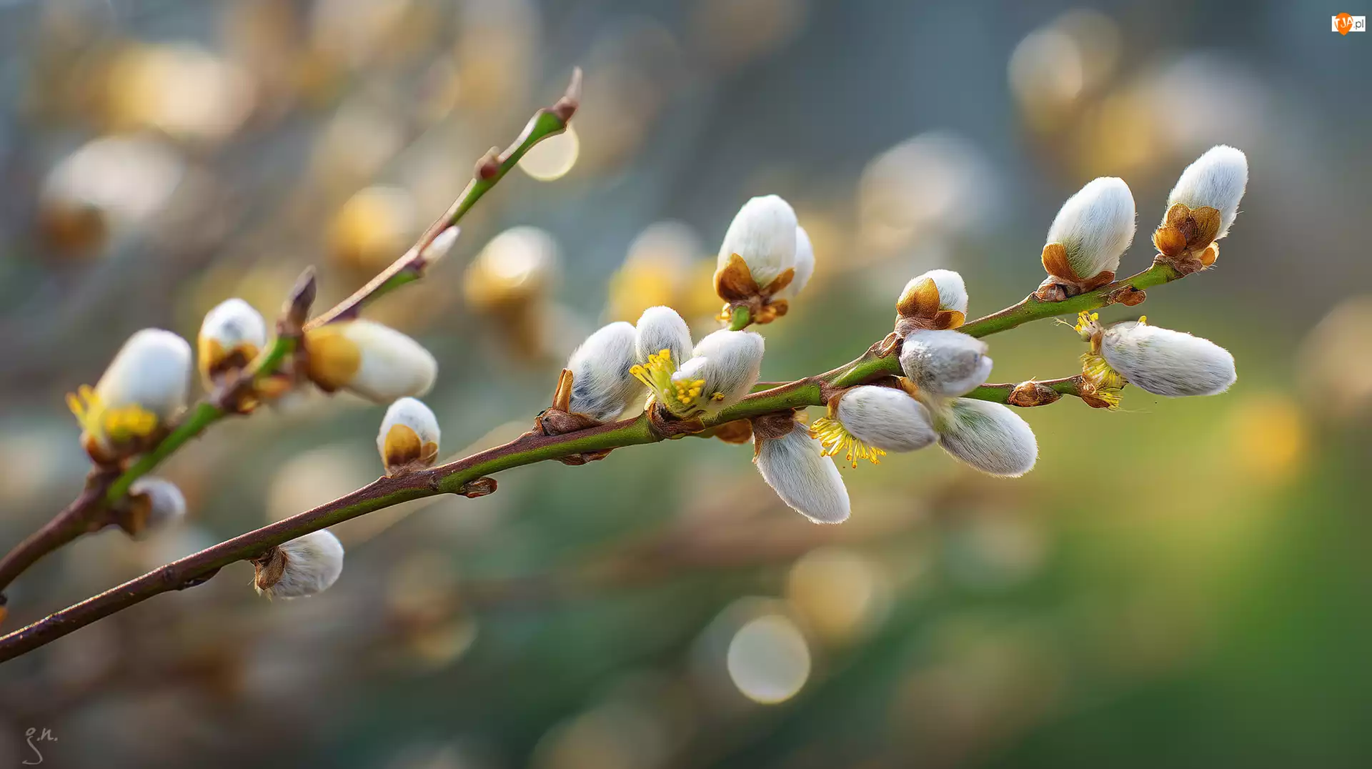 Wierzba, Bazie, Gałązki, Grafika AI