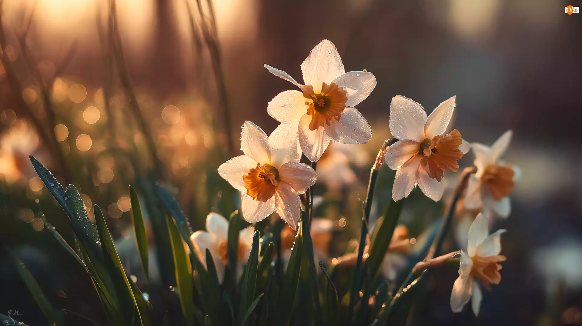 Grafika AI, Narcyzy, Kwiaty