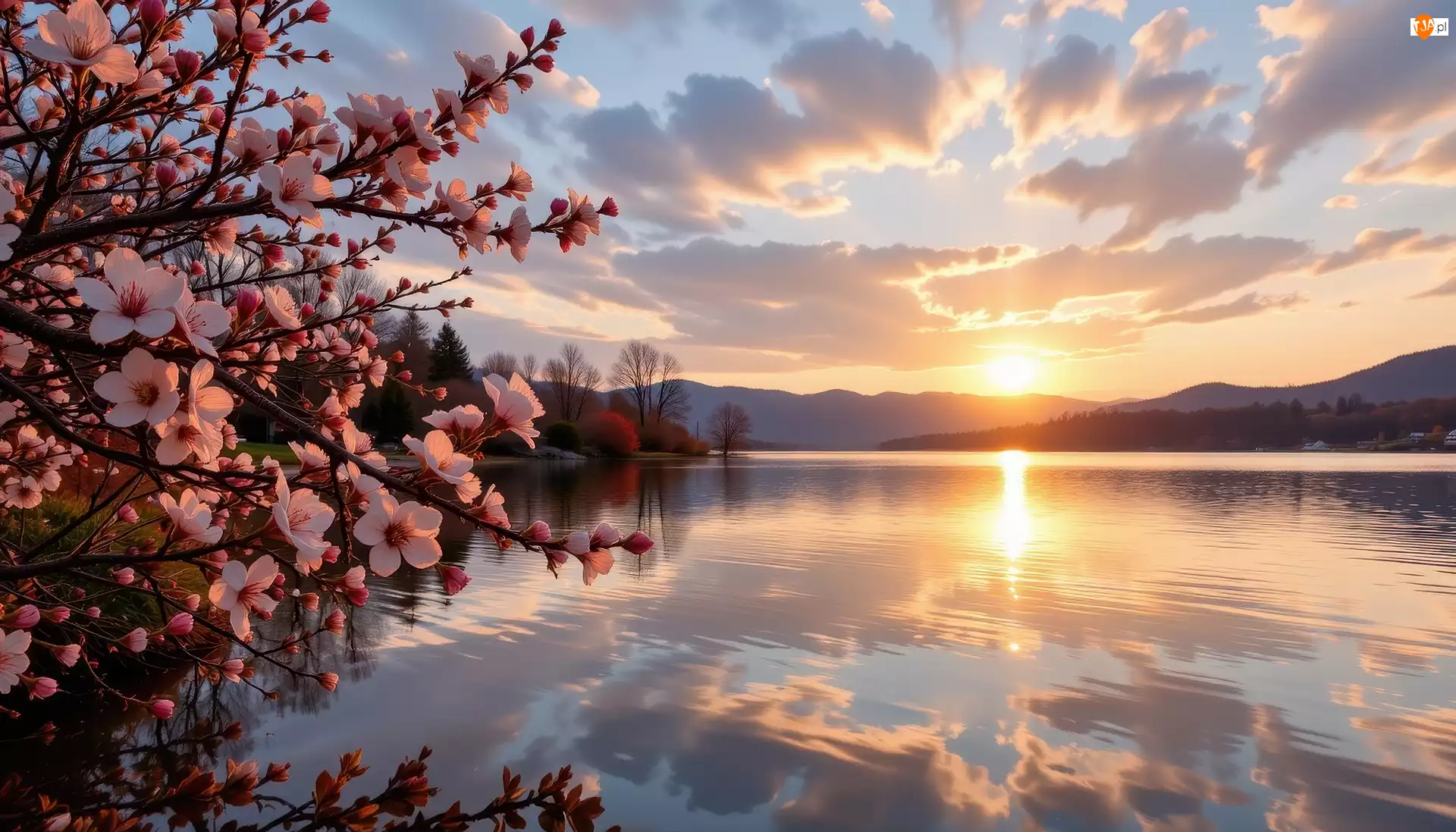 Gałęzie, Różowe, Grafika AI, Kwitnące, Zachód słońca, Jezioro, Kwiaty