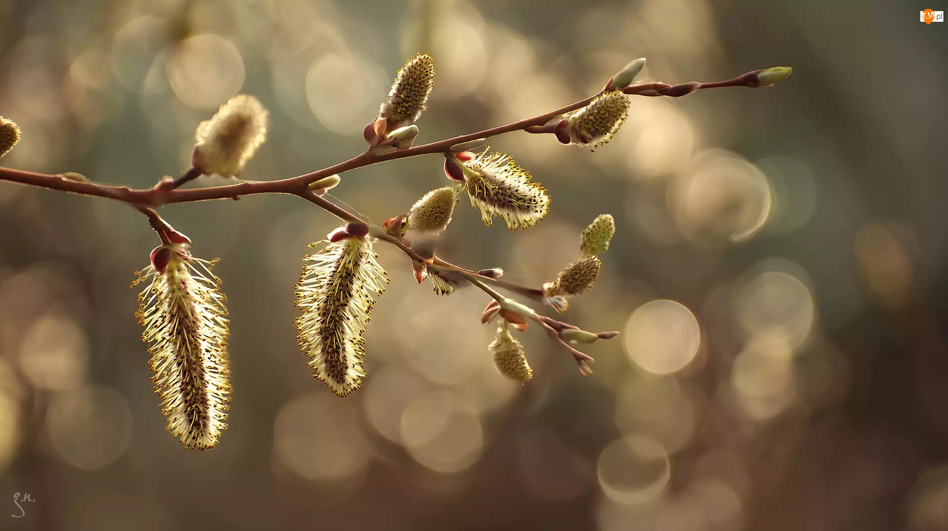 Gałązka, Grafika AI, Bazie, Wierzba, Bokeh