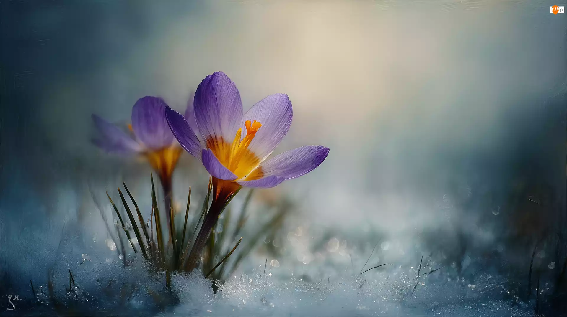 Grafika AI, Fioletowy, Krokus