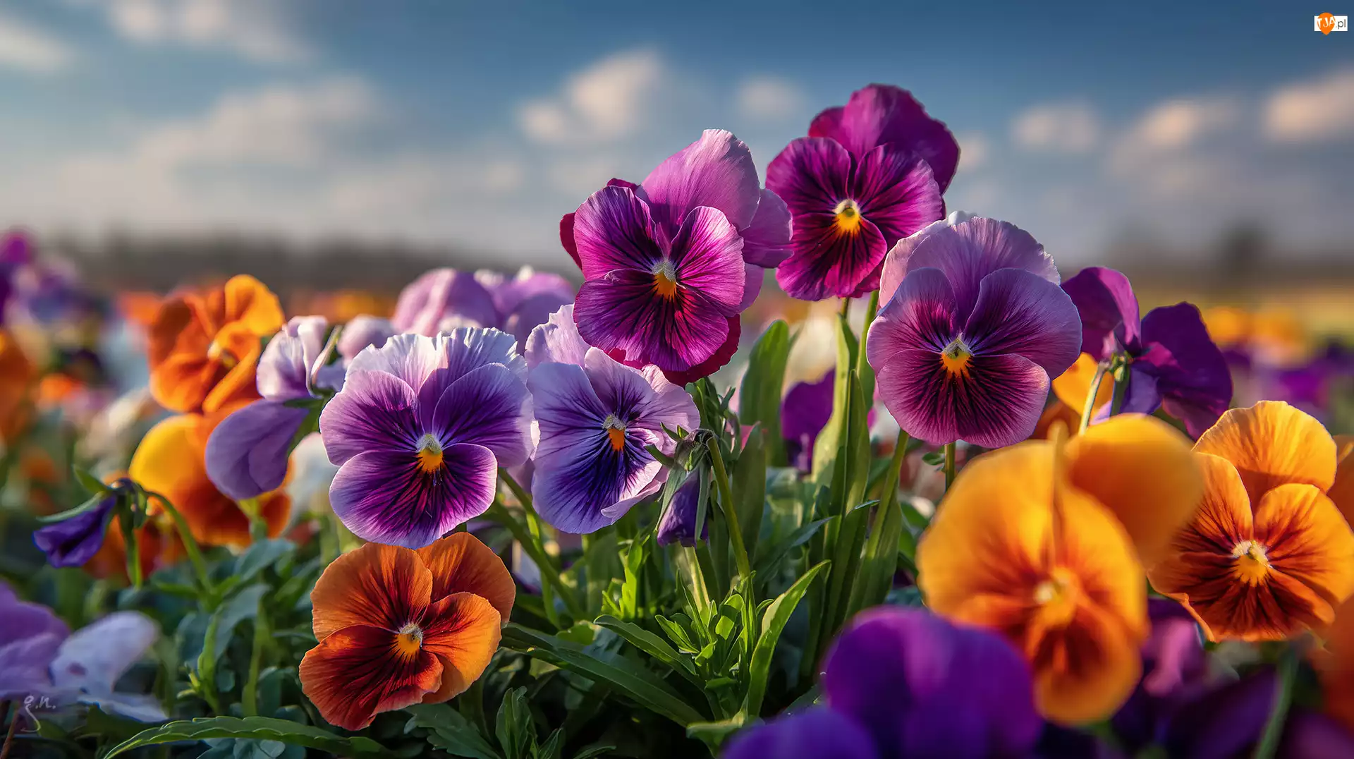 Kwiaty, Grafika AI, Bratki, Kolorowe, Zbliżenie