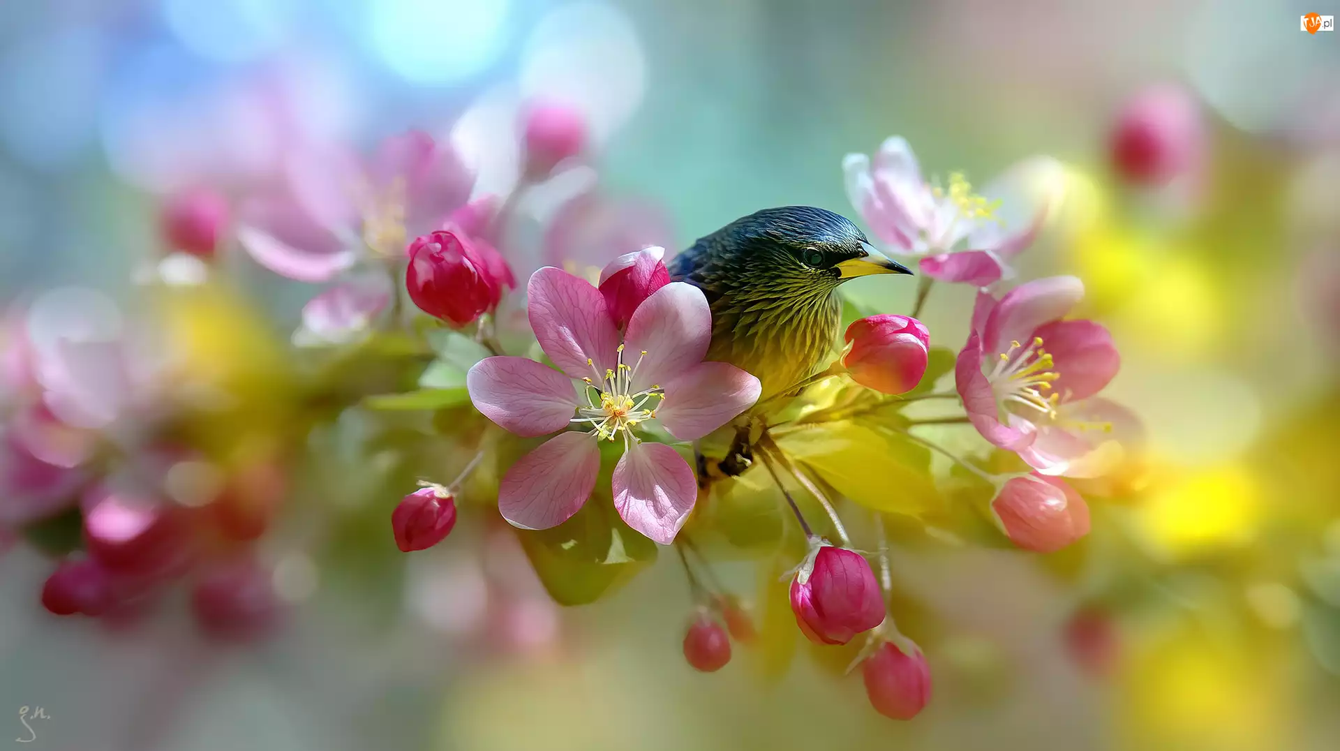 Różowe, Ptak, Drzewo owocowe, Grafika AI, Kwiaty, Jabłoń