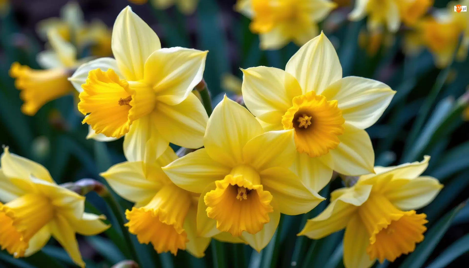 Zbliżenie, Kwiaty, Narcyzy żonkile