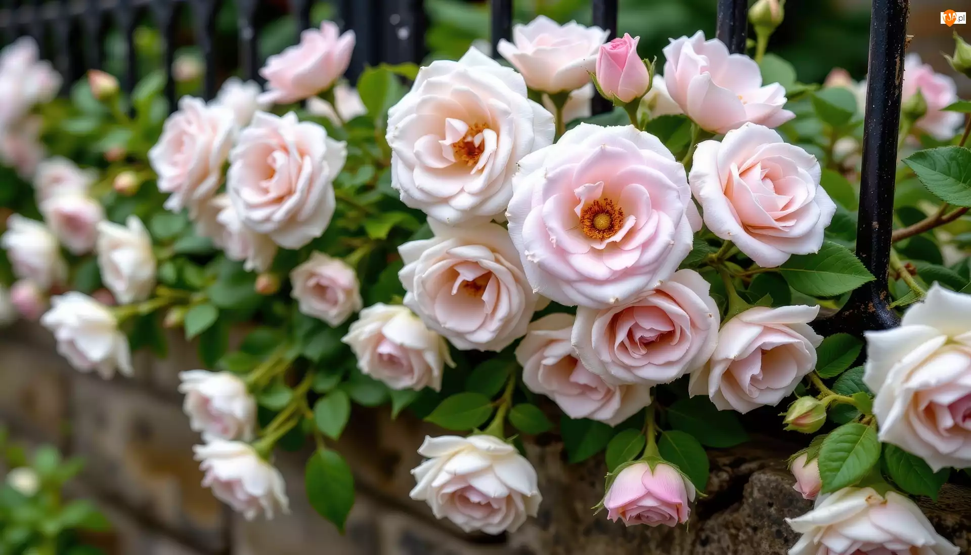 Pnące, Ogrodzenie, Jasnoróżowe, Kwiaty, Róże