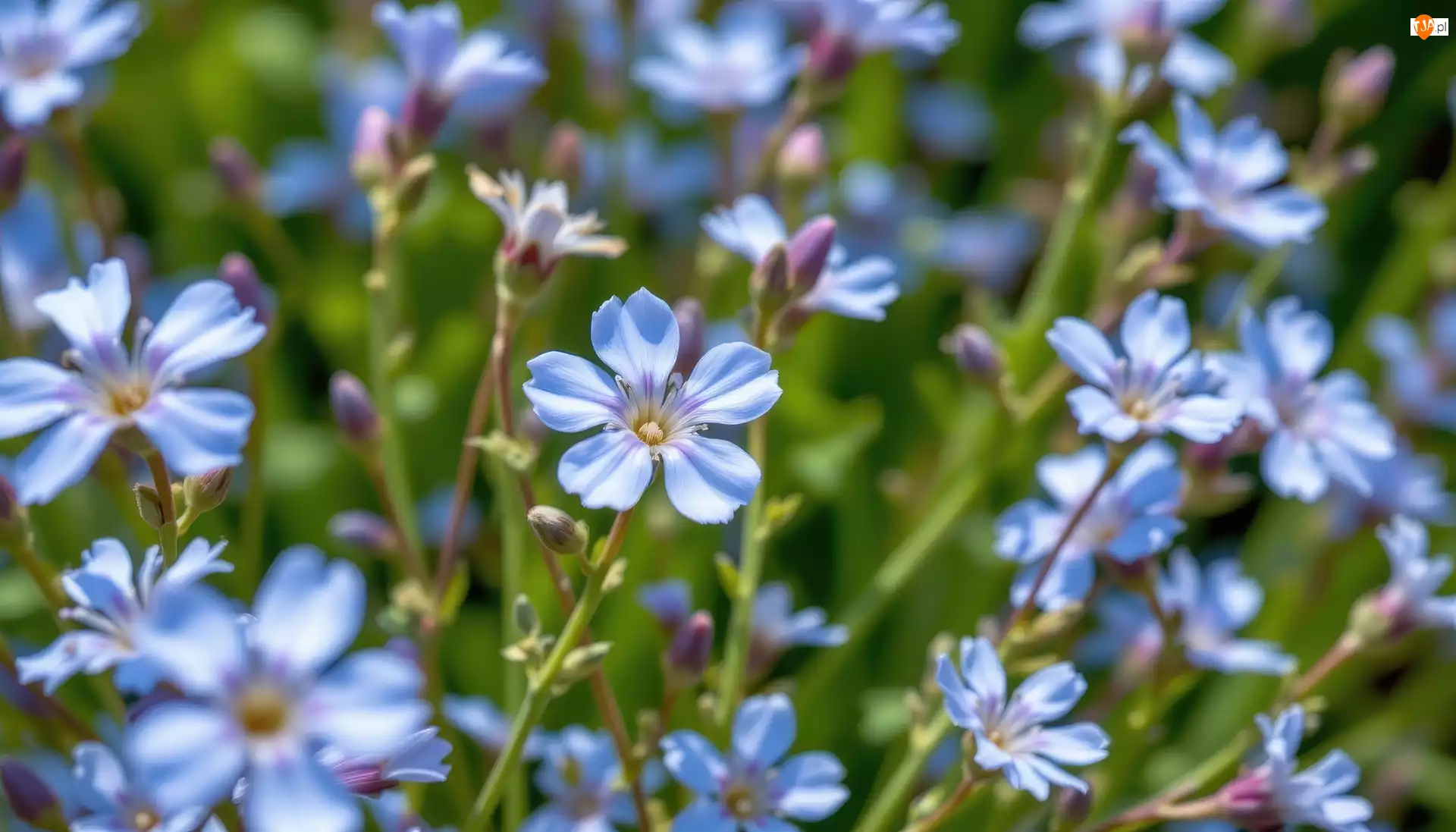 Kwiaty, Niebieskie, Drobne