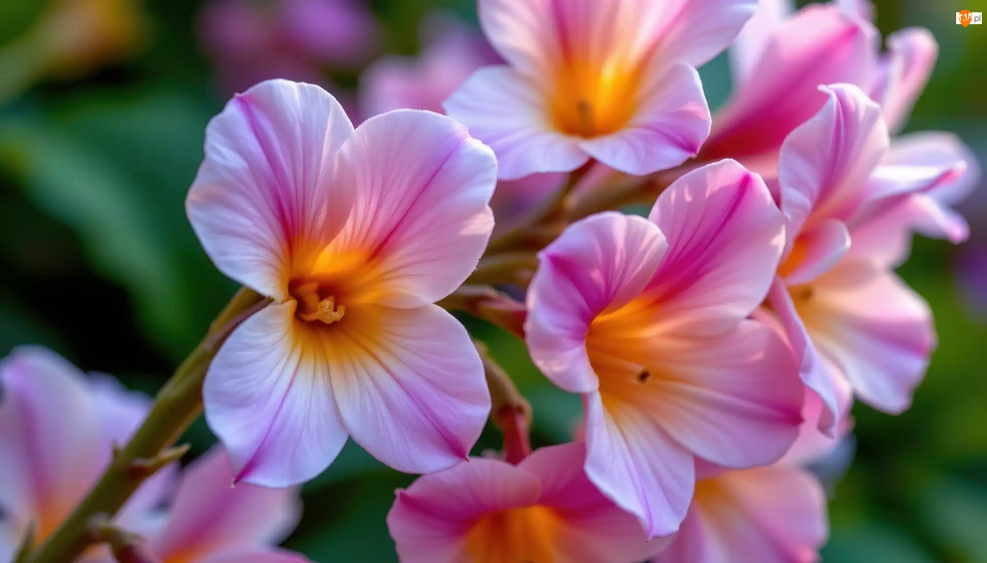 Gałązka, Zbliżenie, Różowe, Kwiaty