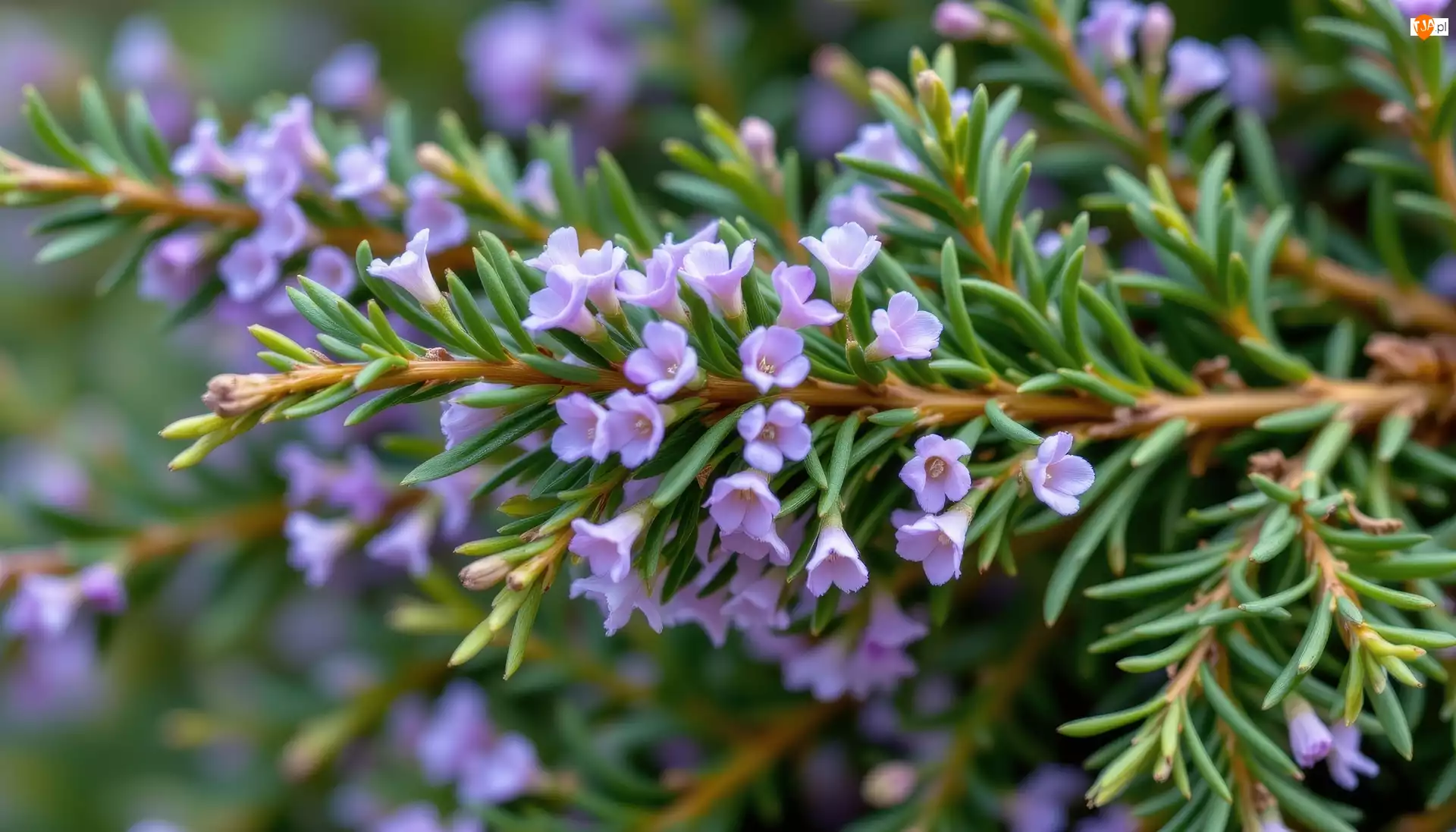 Drobne, Gałązki, Fioletowe, Rozmaryn, Kwiaty