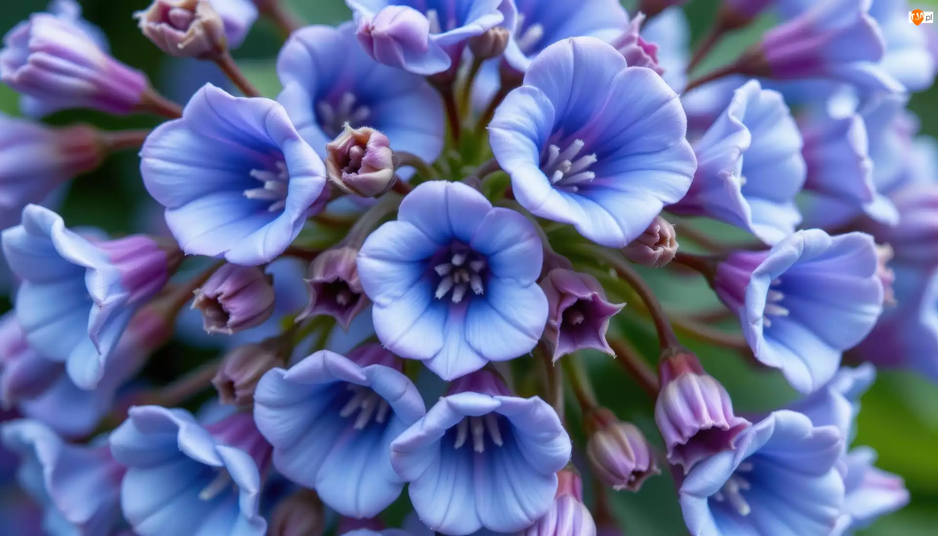 Rozwinięte, Zbliżenie, Kwiaty, Niebieskie, Pąki