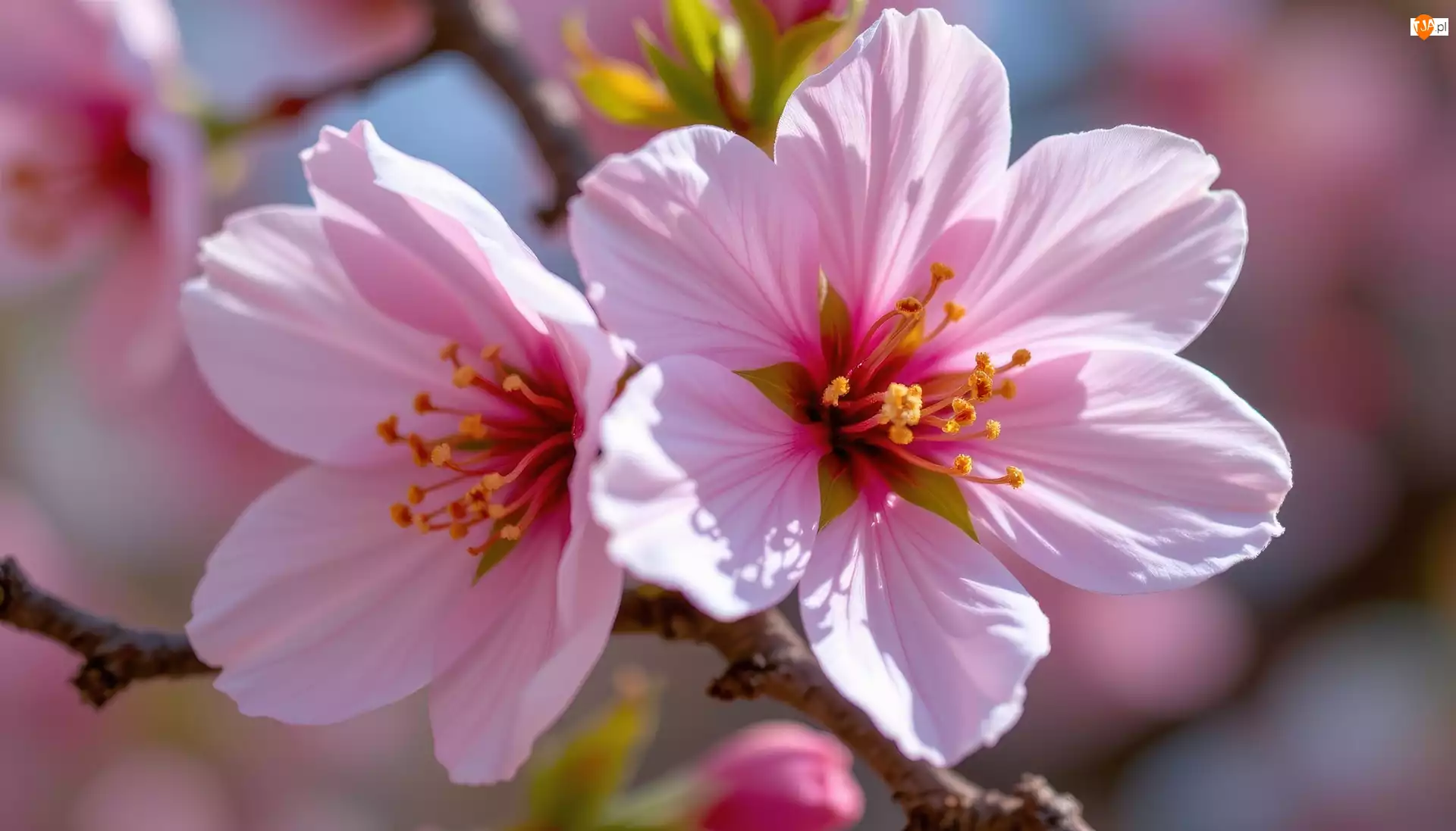 Grafika AI, Kwiaty, Różowe, Gałązka