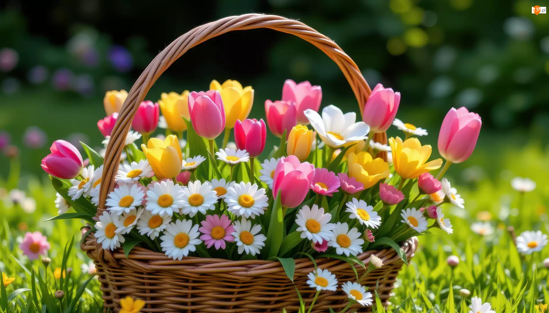 Stokrotki, Żółte, Koszyk, Kwiaty, Bukiet, Tulipany, Różowe