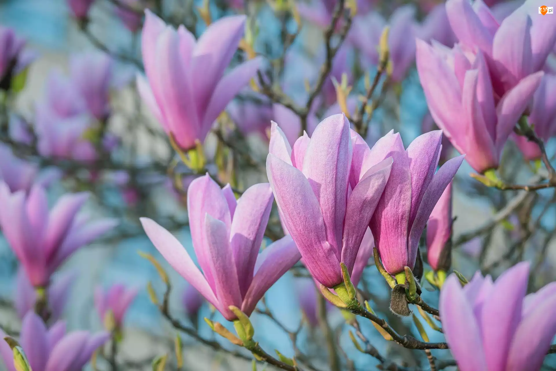 Magnolia, Kwiaty, Różowa