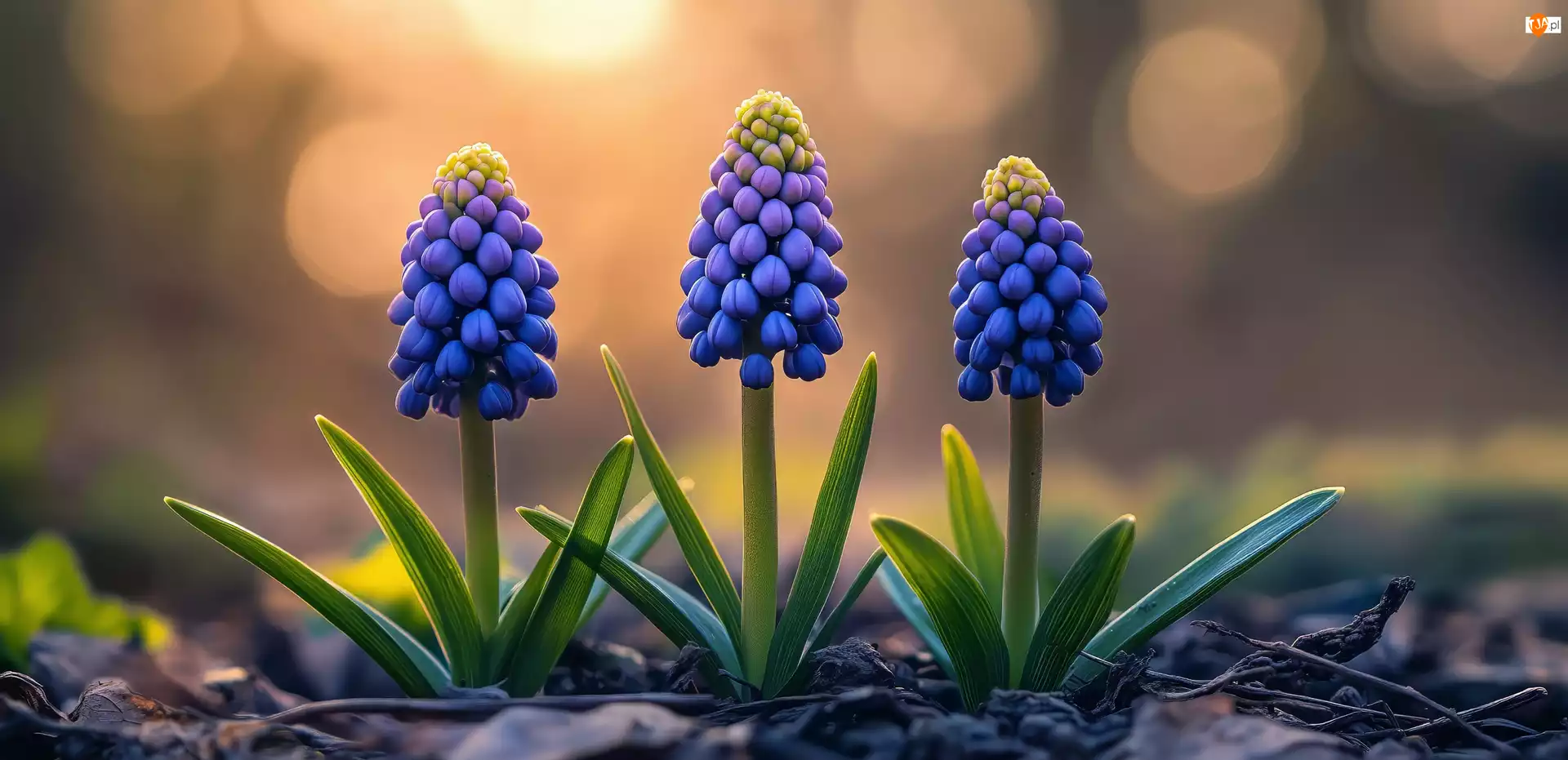 Kwiaty, Grafika AI, Szafirki, Niebieskie, Listki