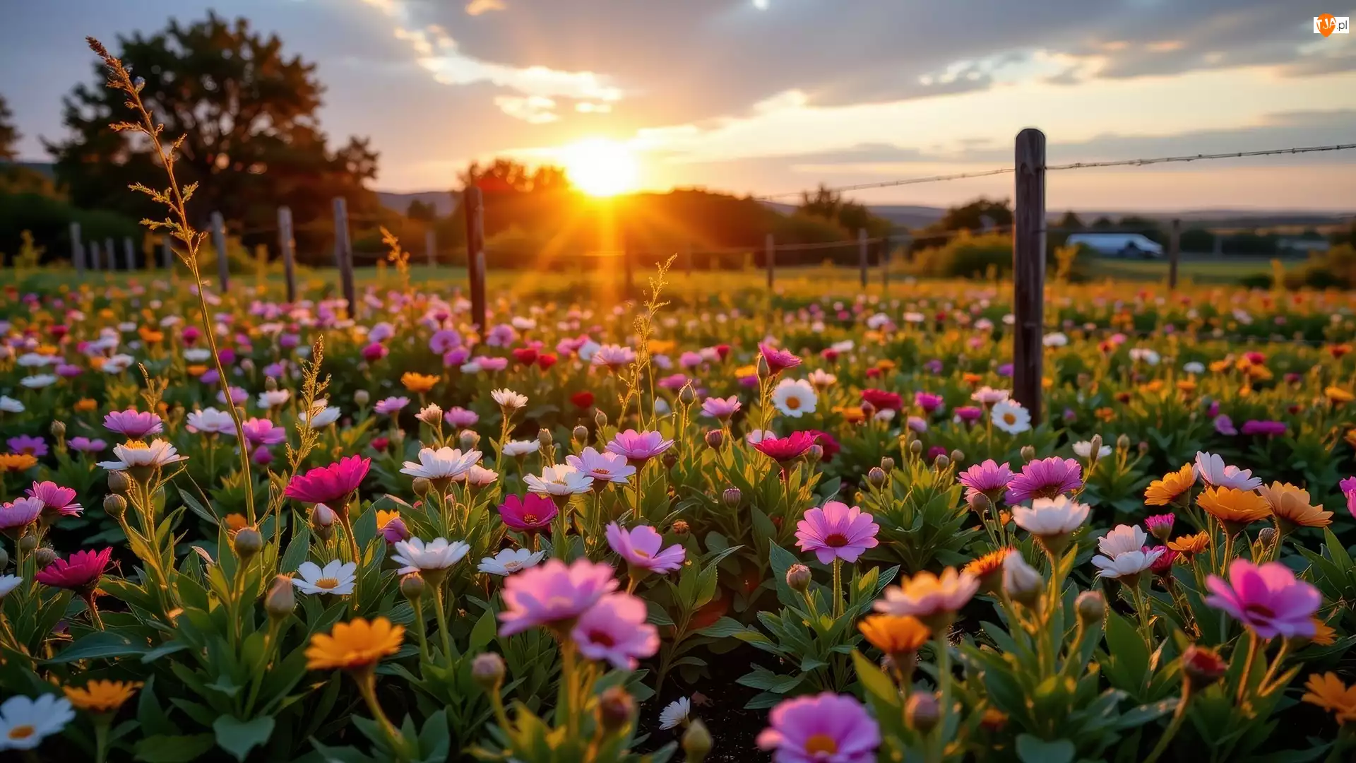 Kwiaty, Ogrodzenie, Kolorowe, Łąka, Zachód słońca