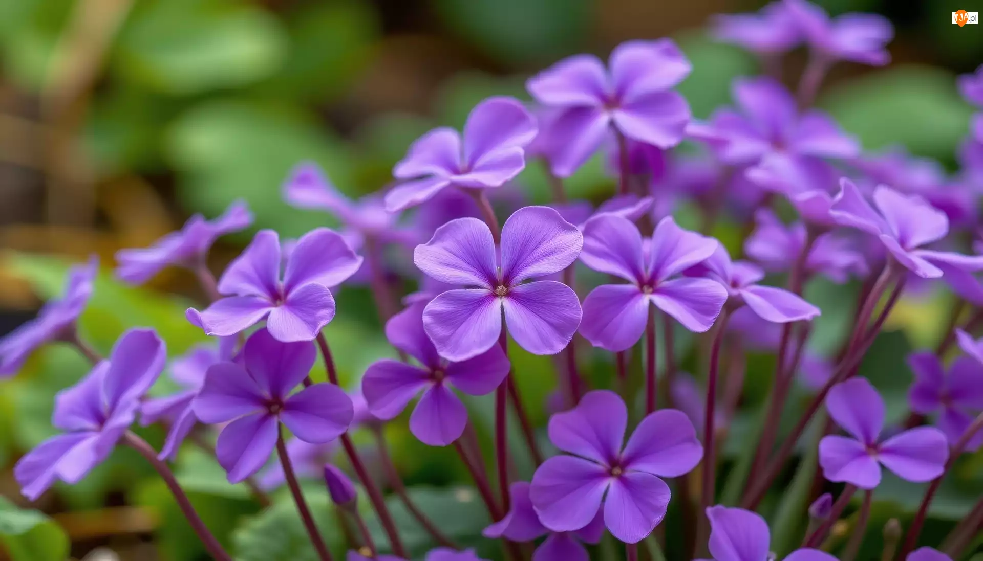 Kwiaty, Rozwinięte, Fioletowe, Drobne