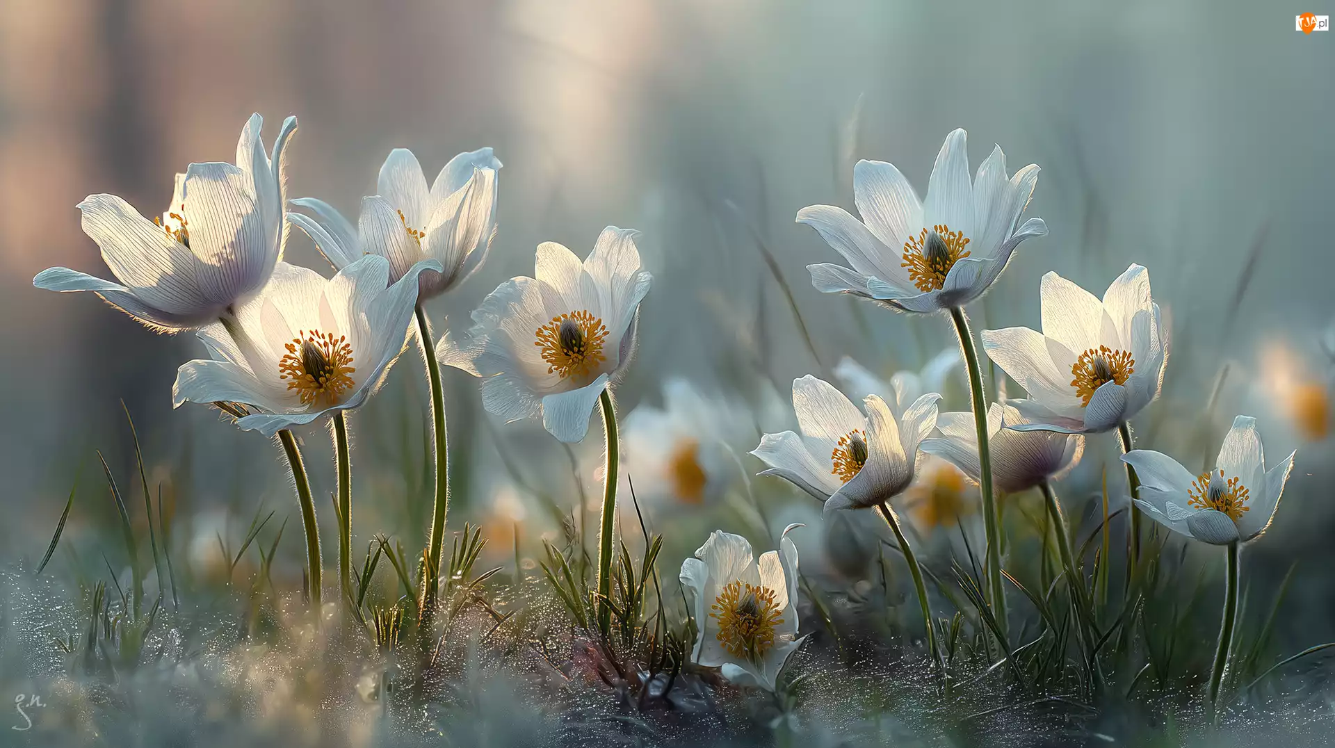 Grafika AI, Białe, Sasanki, Kwiaty