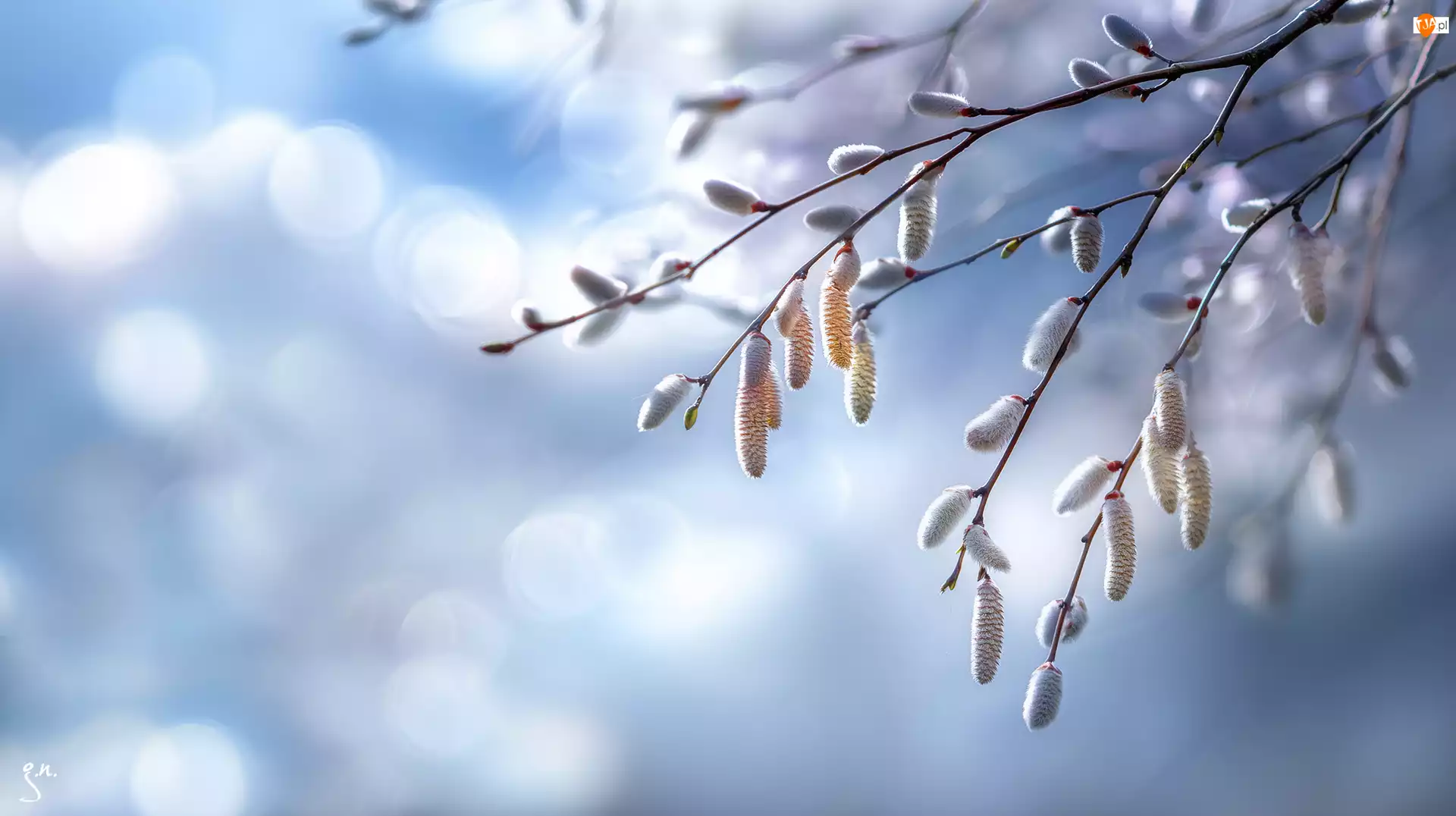 Grafika AI, Bazie, Wierzba, Niebo