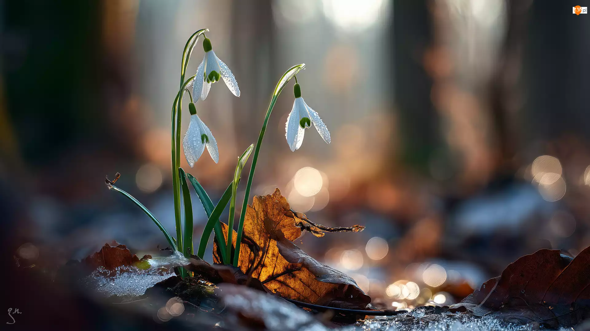 Kwiaty, Grafika AI, Białe, Przebiśniegi, Liść