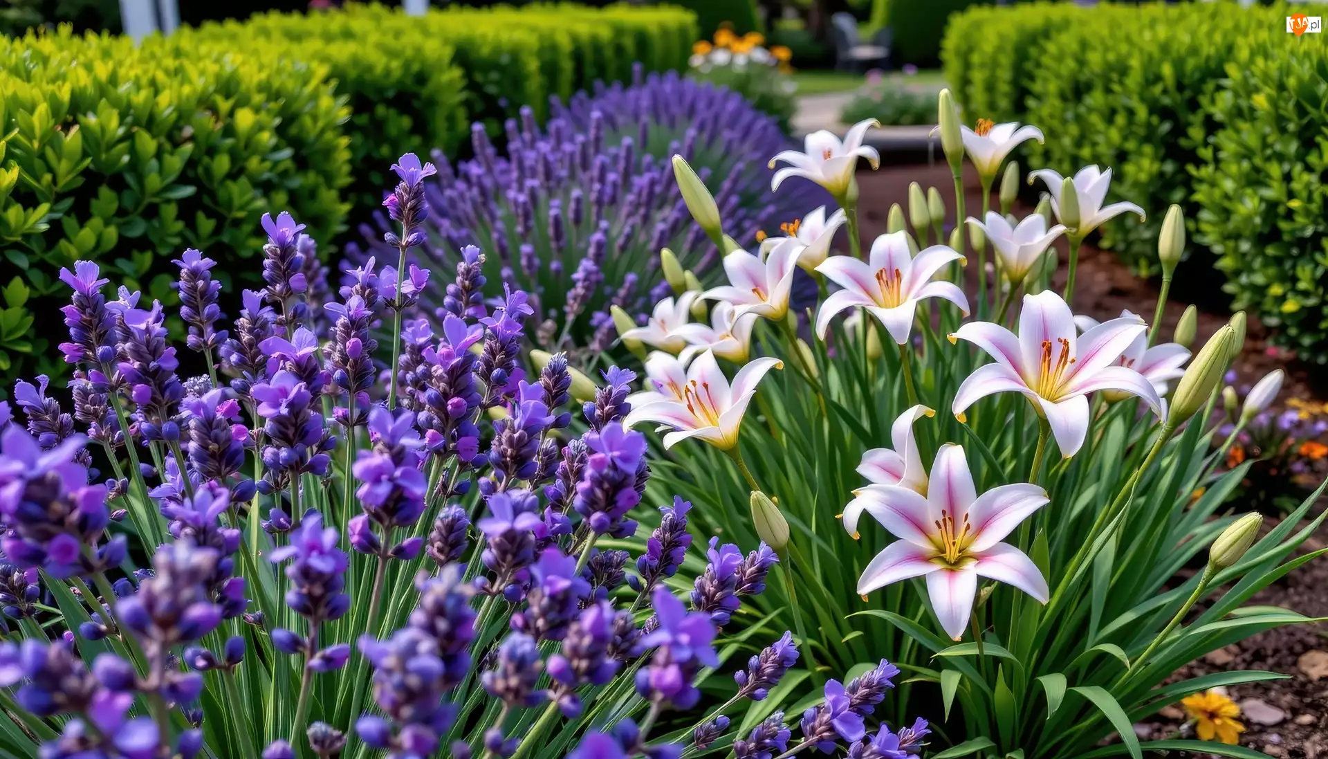 Ogród, Kwiaty, Lawenda, Lilie