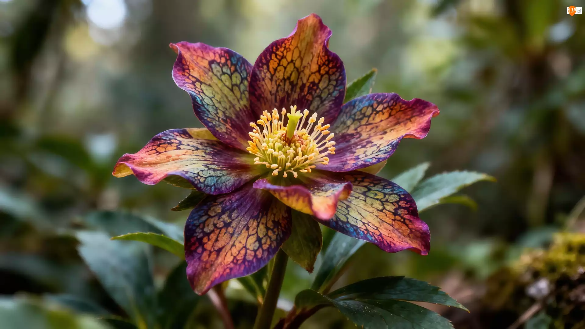 Grafika AI, Kwiat, Kolorowy, Liście