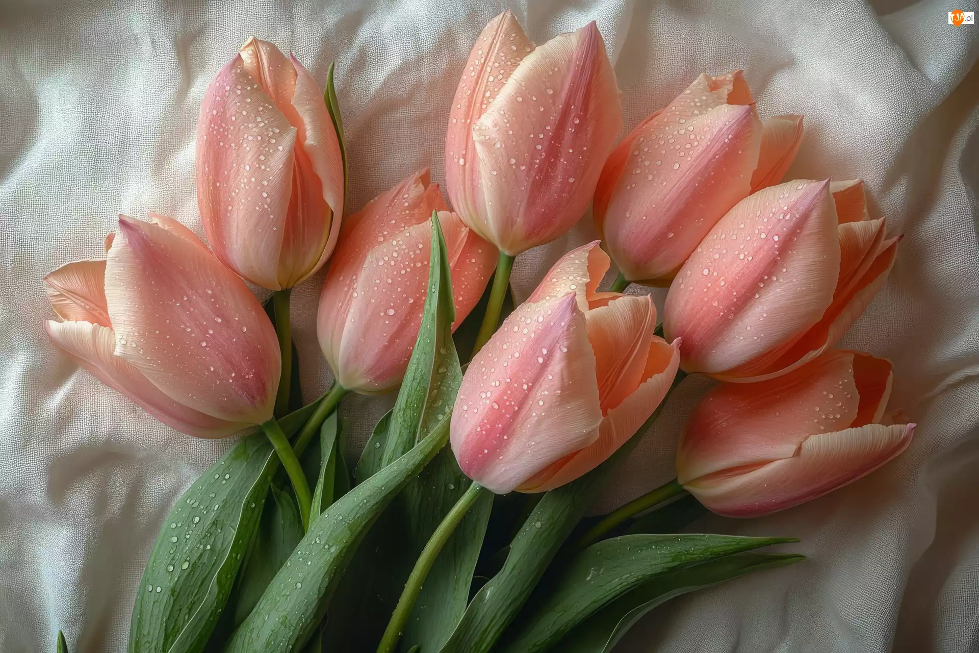 Krople, Różowe, Tulipany