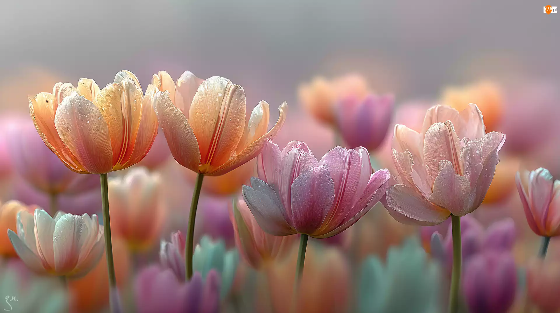 Grafika AI, Mokre, Tulipany, Kwiaty