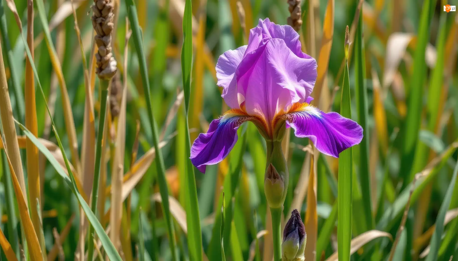Trawa, Fioletowy, Irys