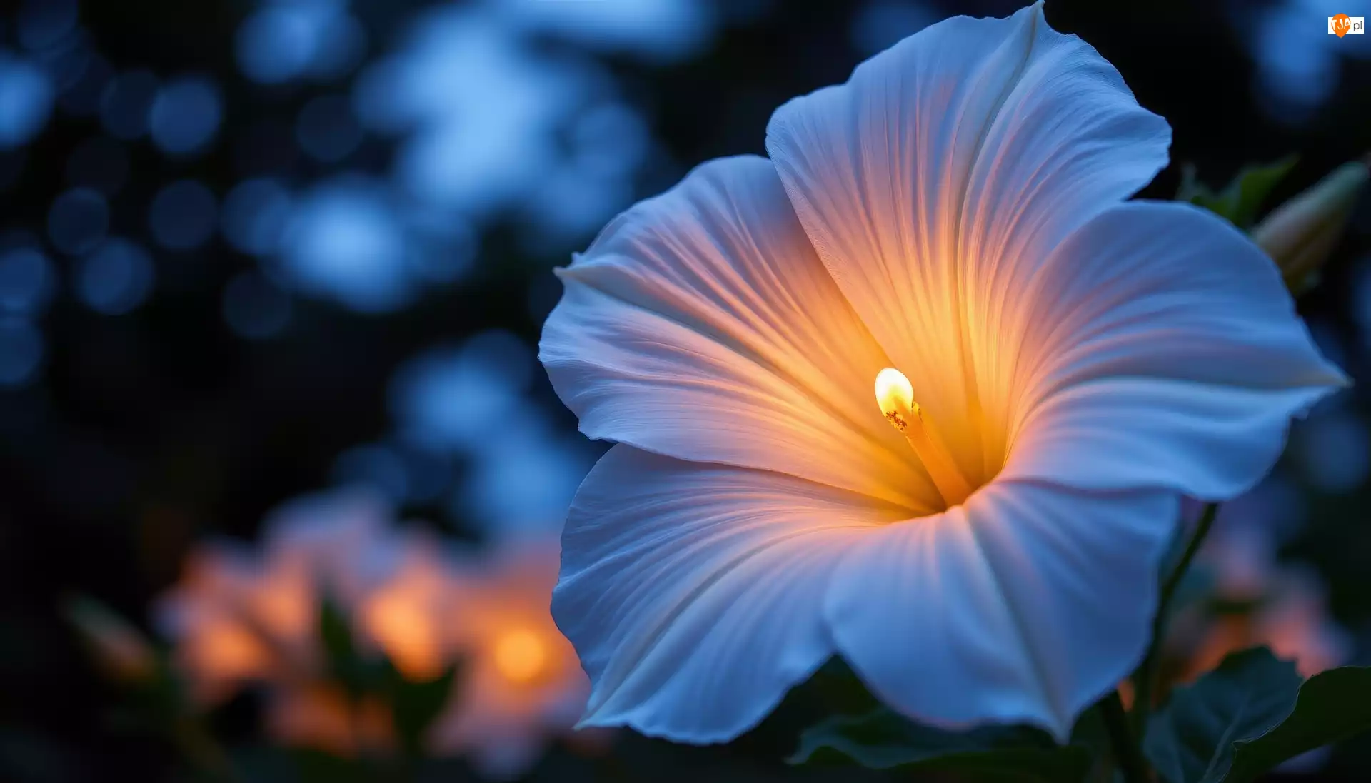 Tło, Biały, Kwiat, Ciemne