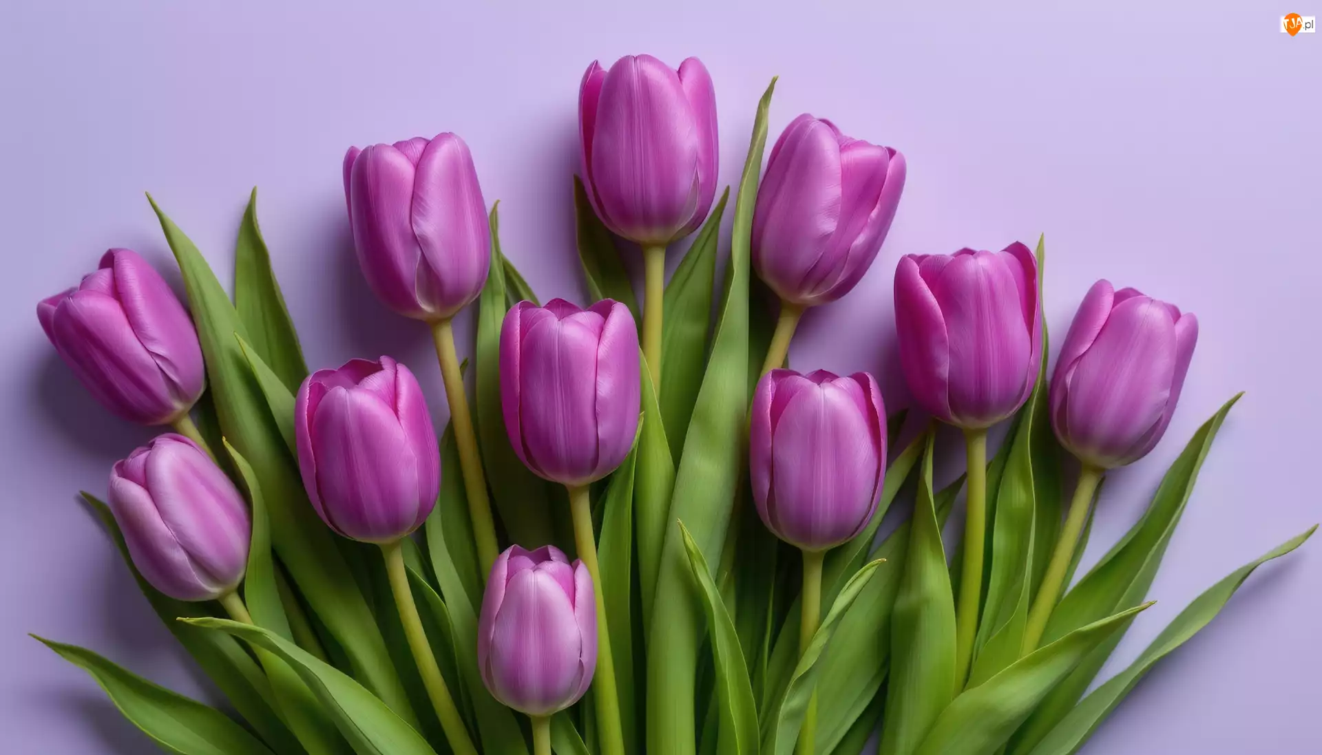 Tło, Fioletowe, Tulipany