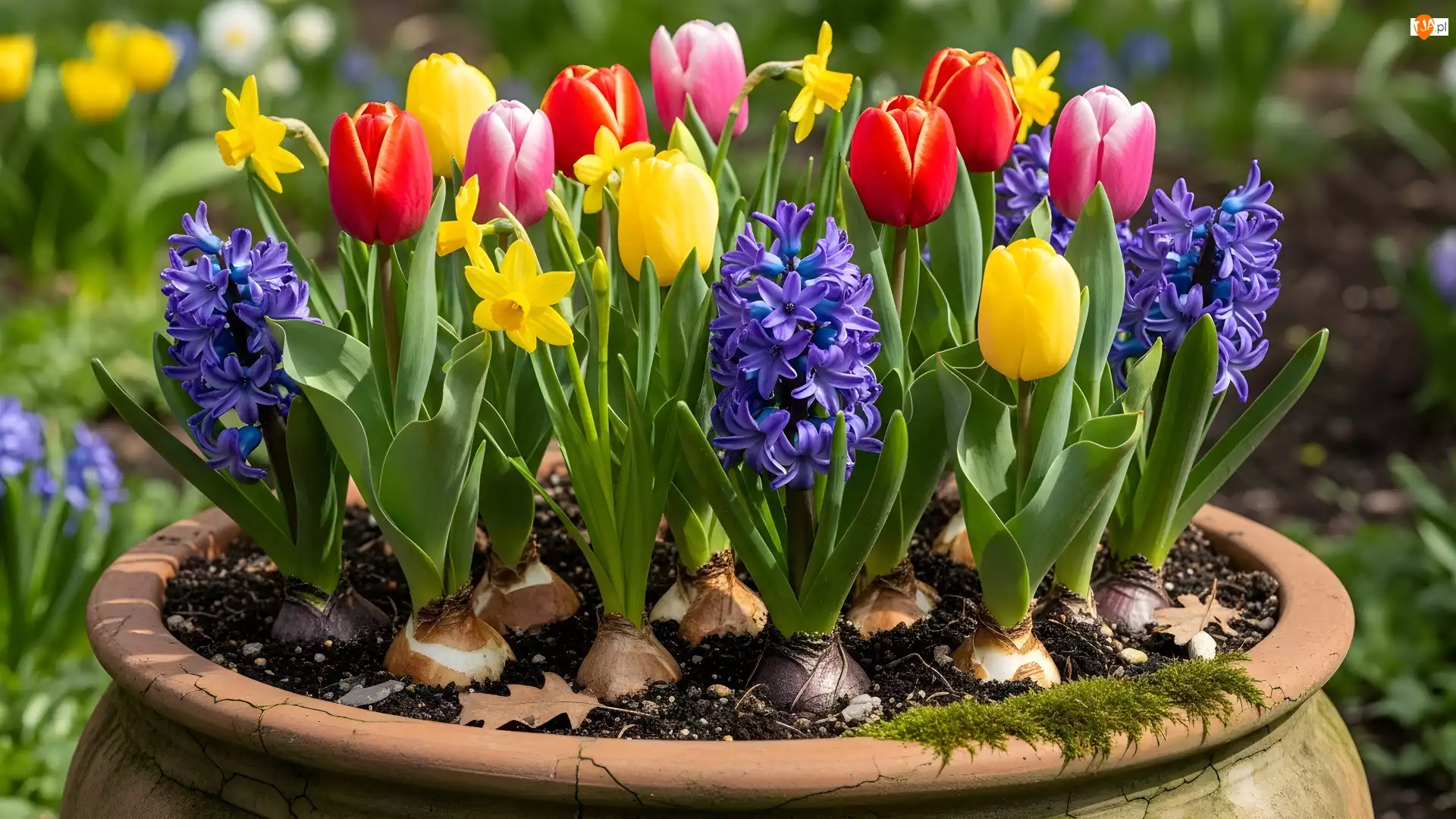Donica, Kwiaty, Hiacynty, Tulipany