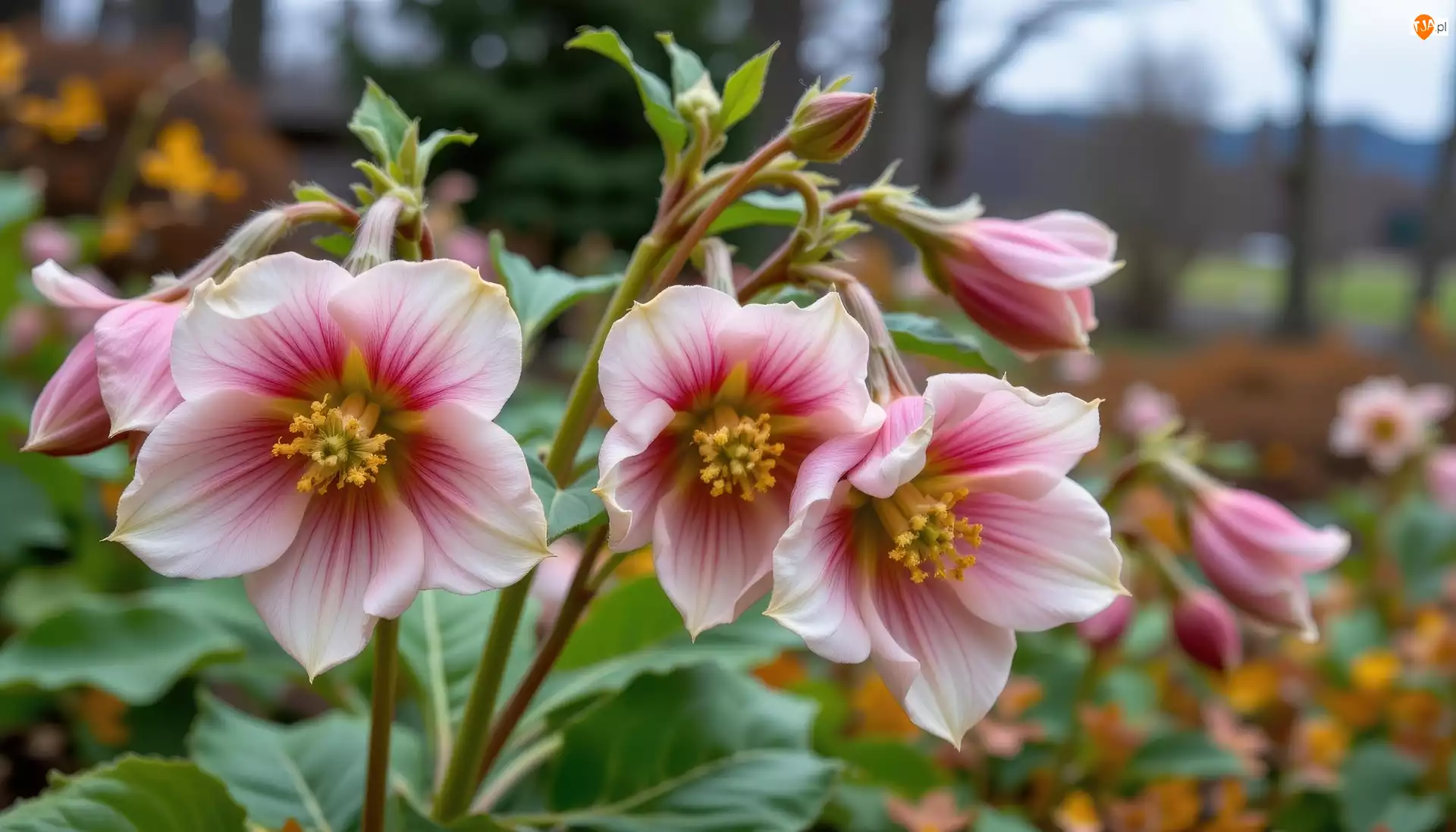 Ciemierniki, Biało-różowe, Kwiaty