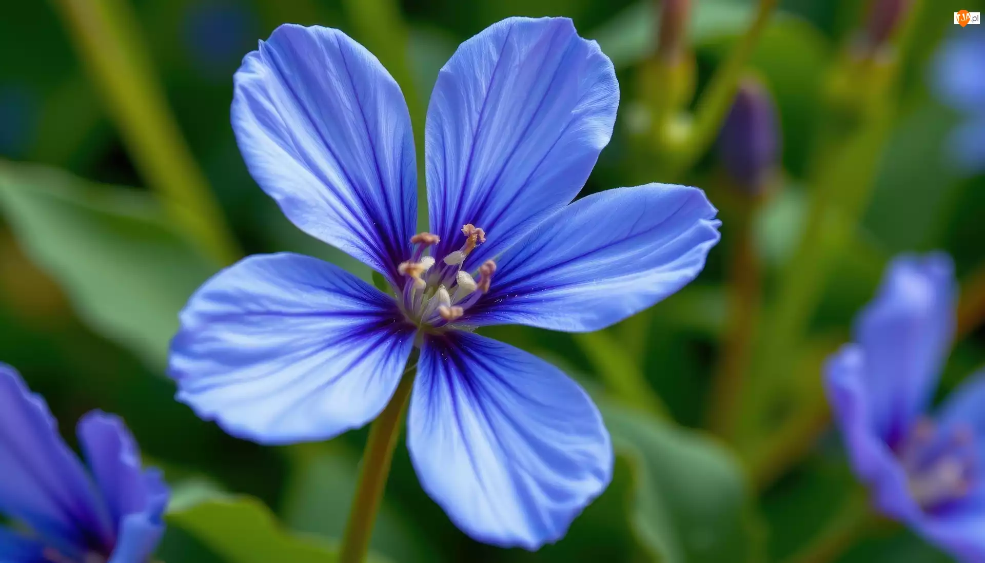 Zbliżenie, Niebieski, Pięciopłatkowy, Kwiat